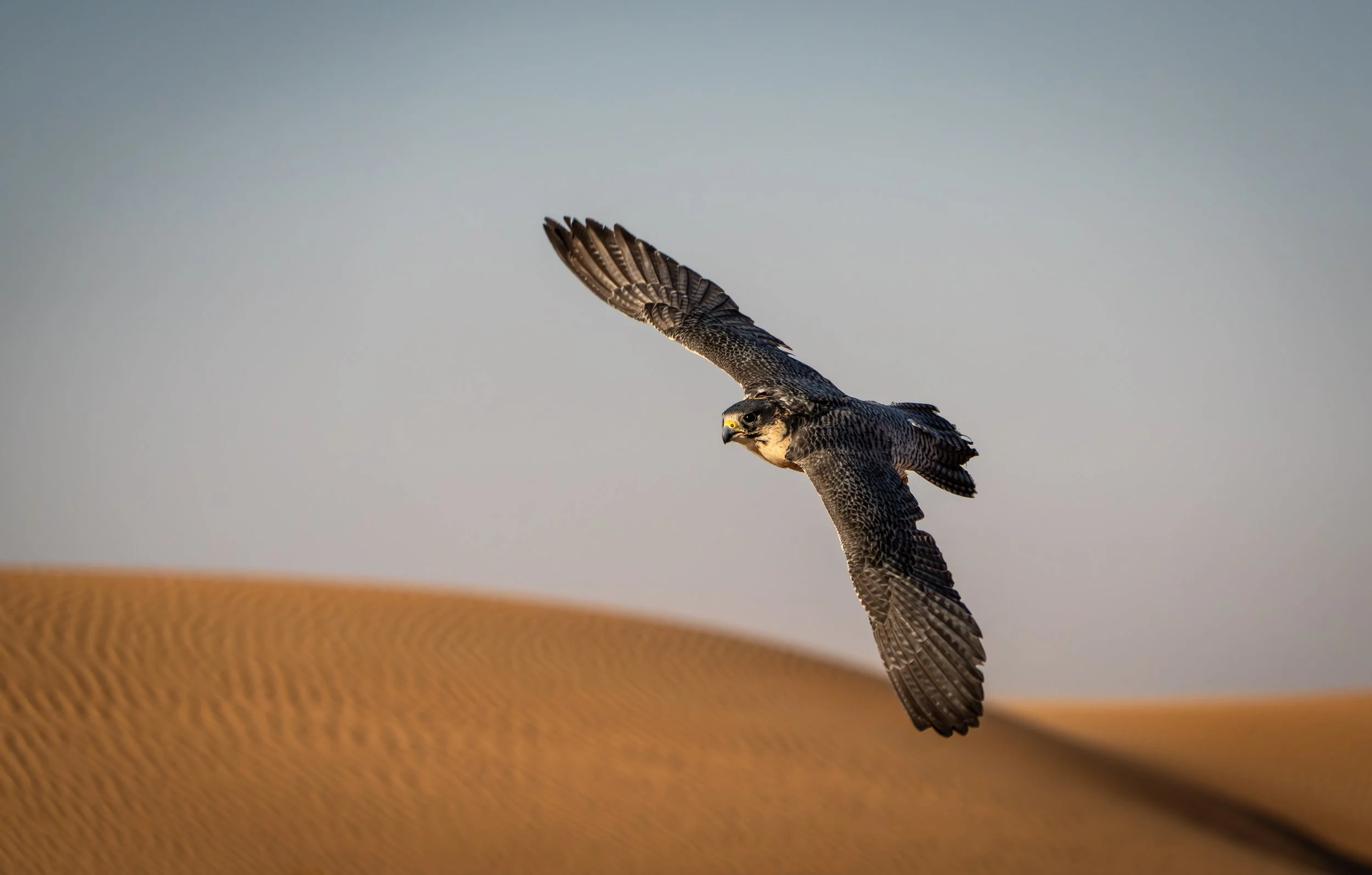 Peregrine Falcon - Fastest animal on the planet 