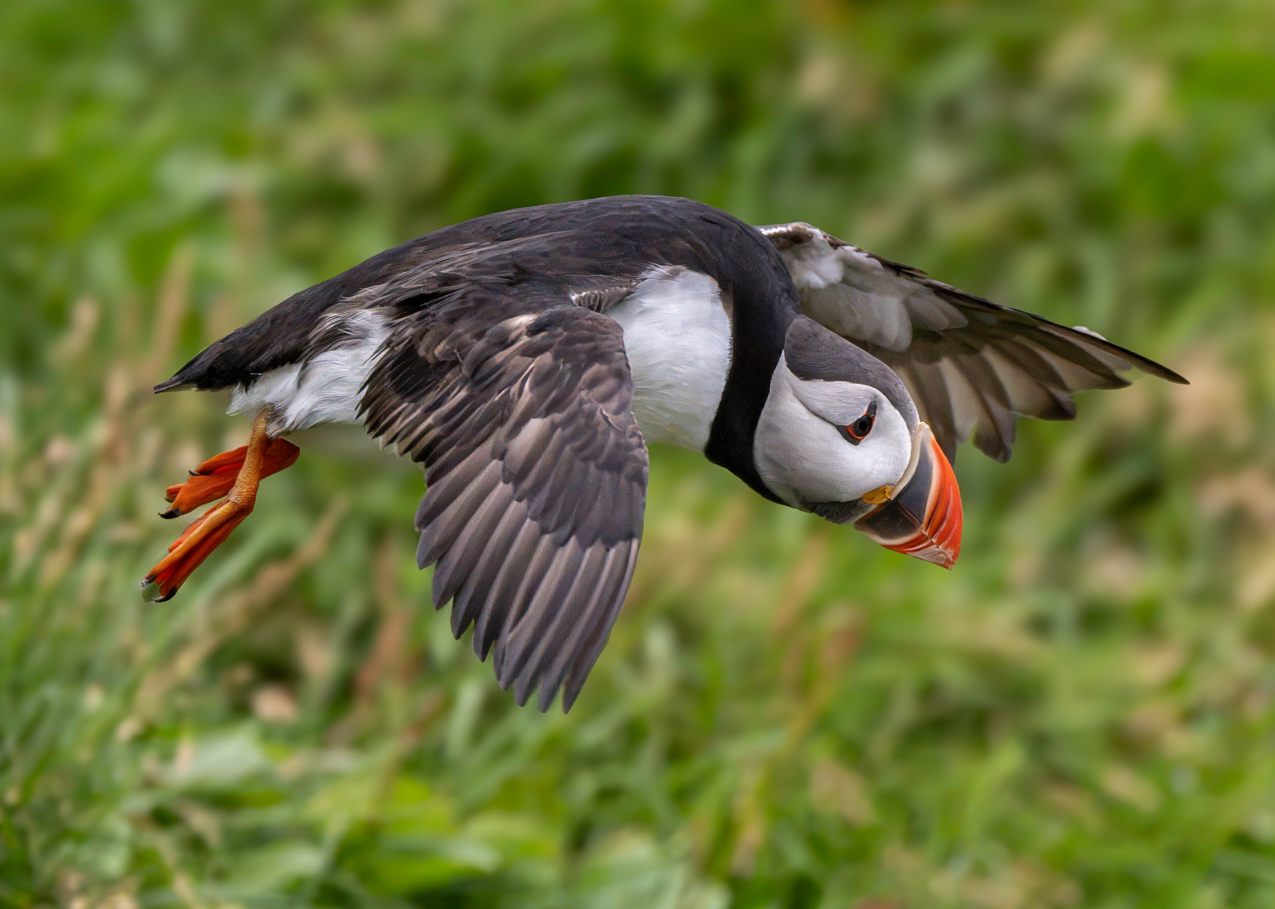 Puffin, Iceland