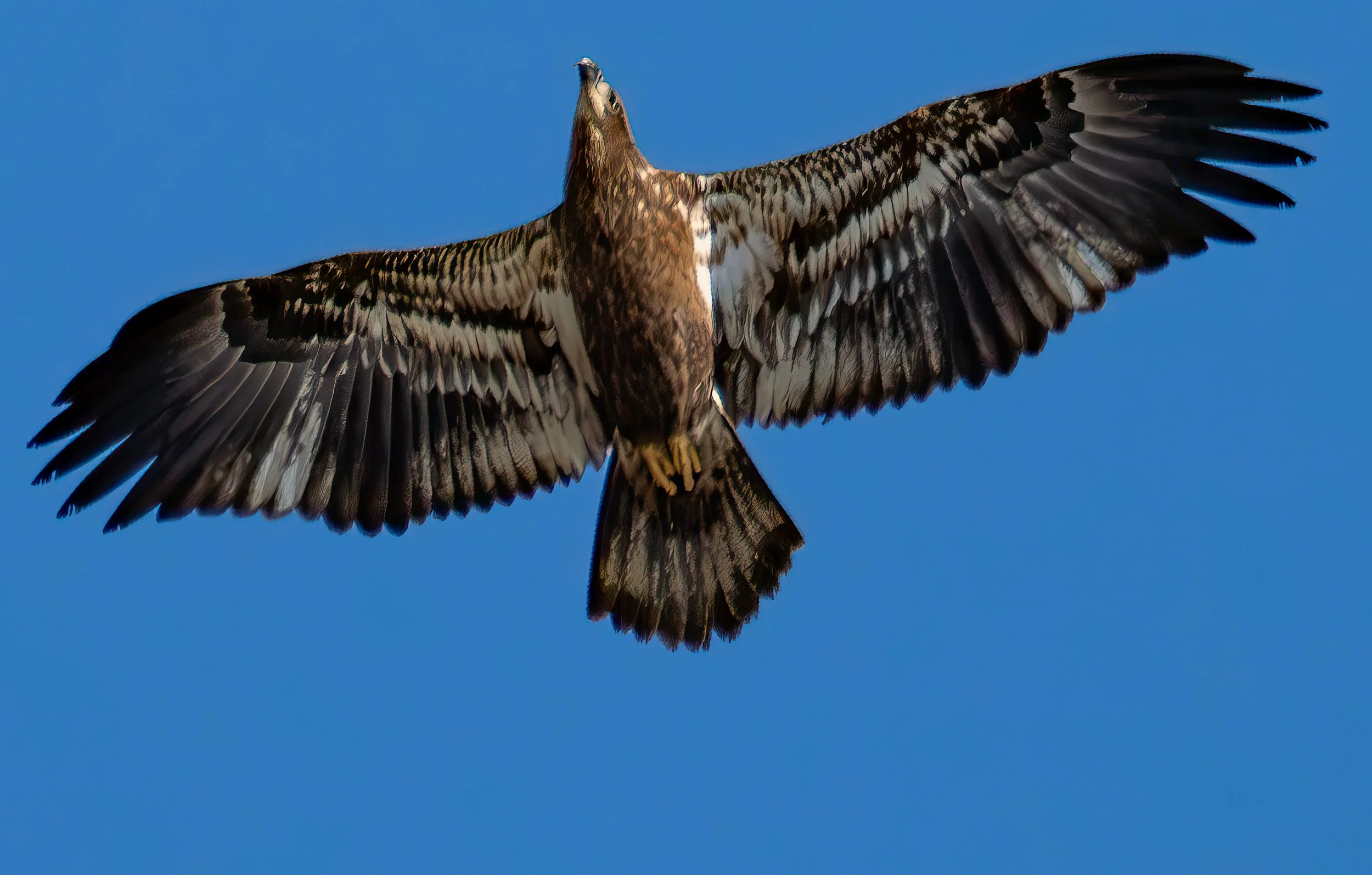Red-tailed Hawk