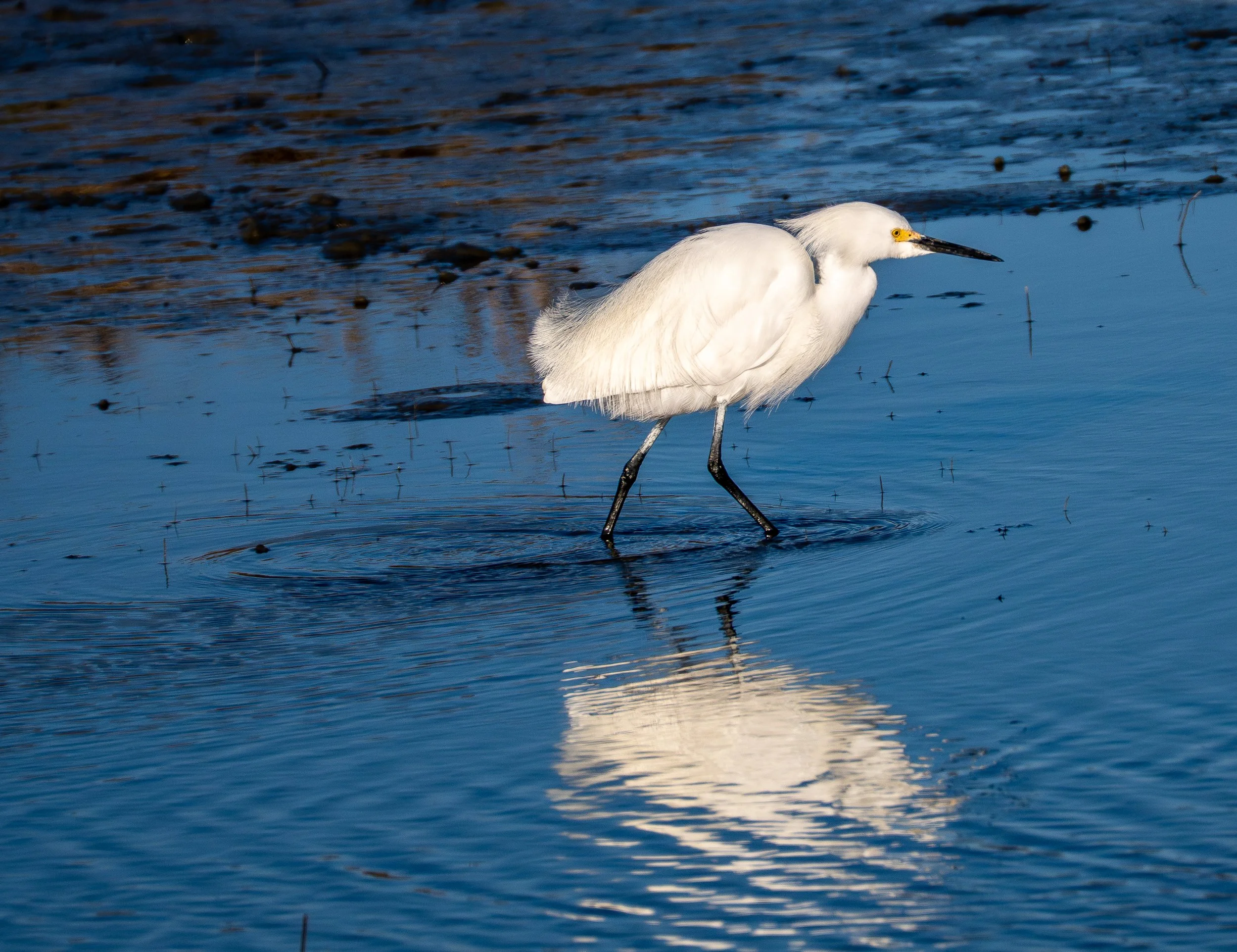Snowy Egret - Garzetta
