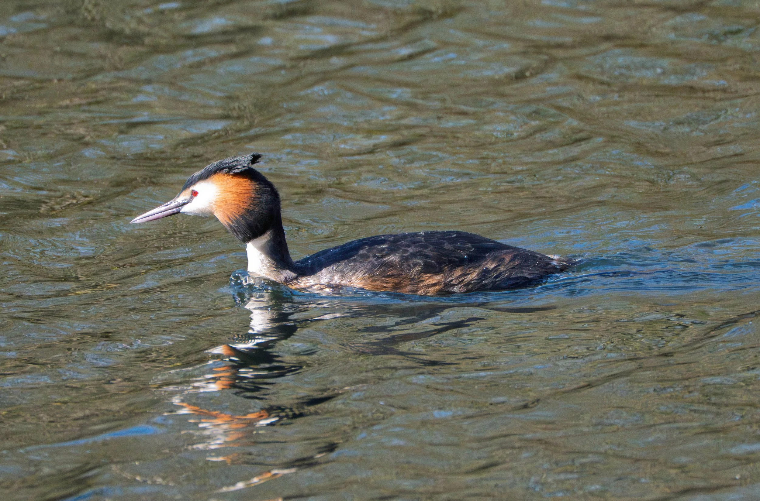 Great Crested Grebe - Svasso Maggiore