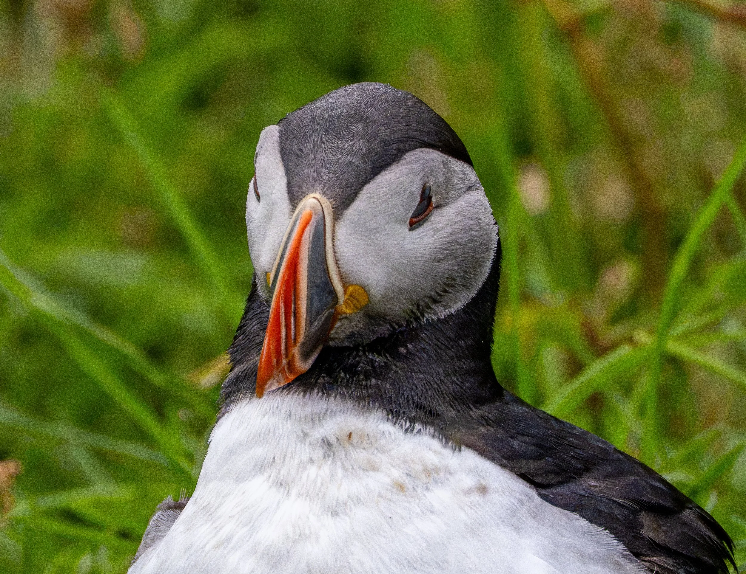 Puffin, Iceland
