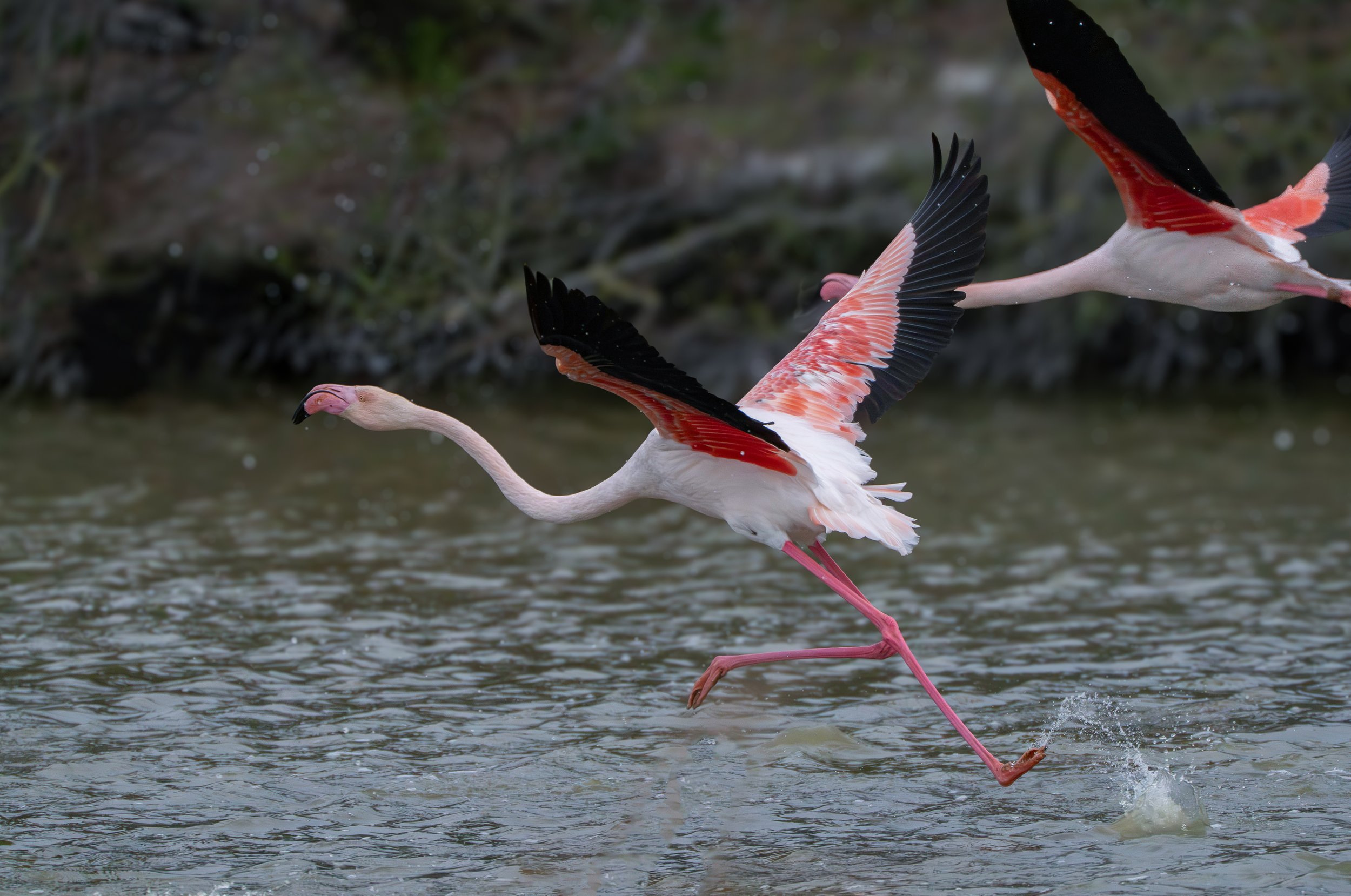 Greater Flamingo, Fenicottero rosa