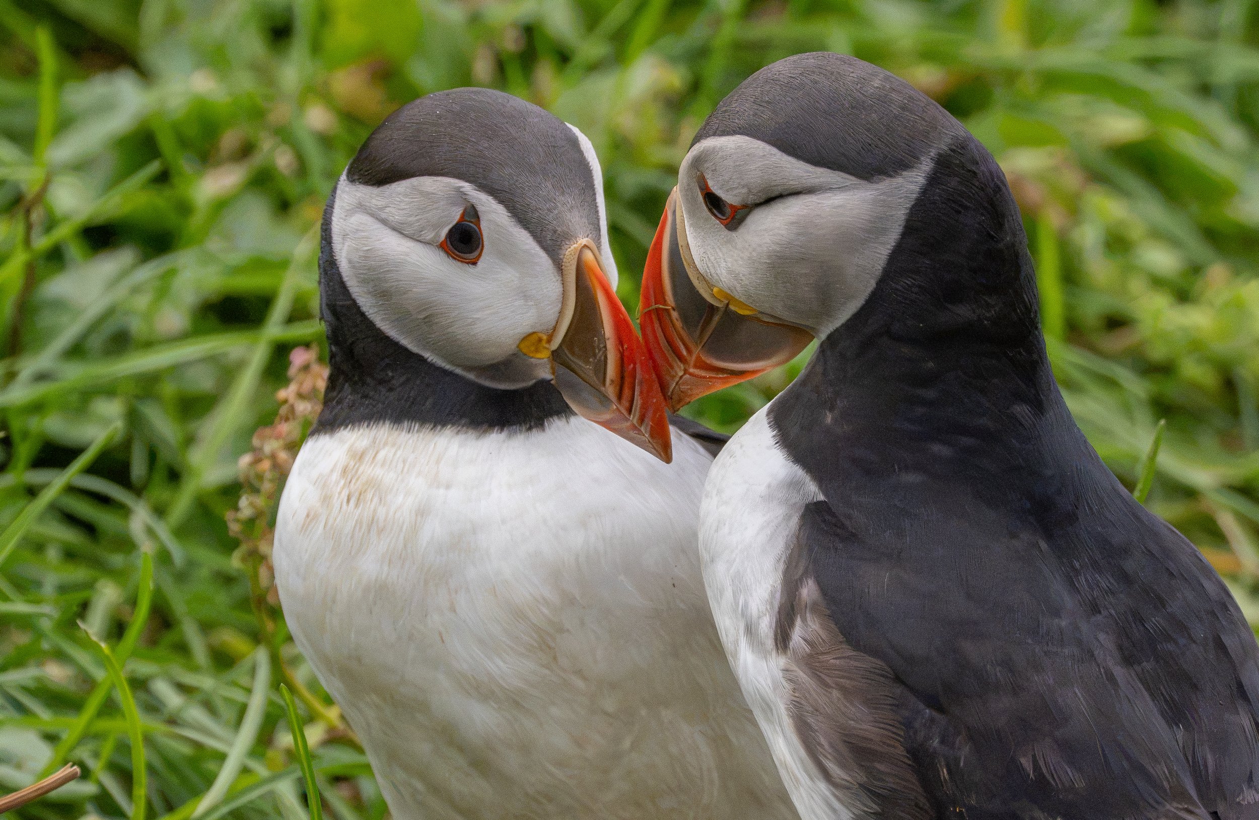 Puffins, Iceland
