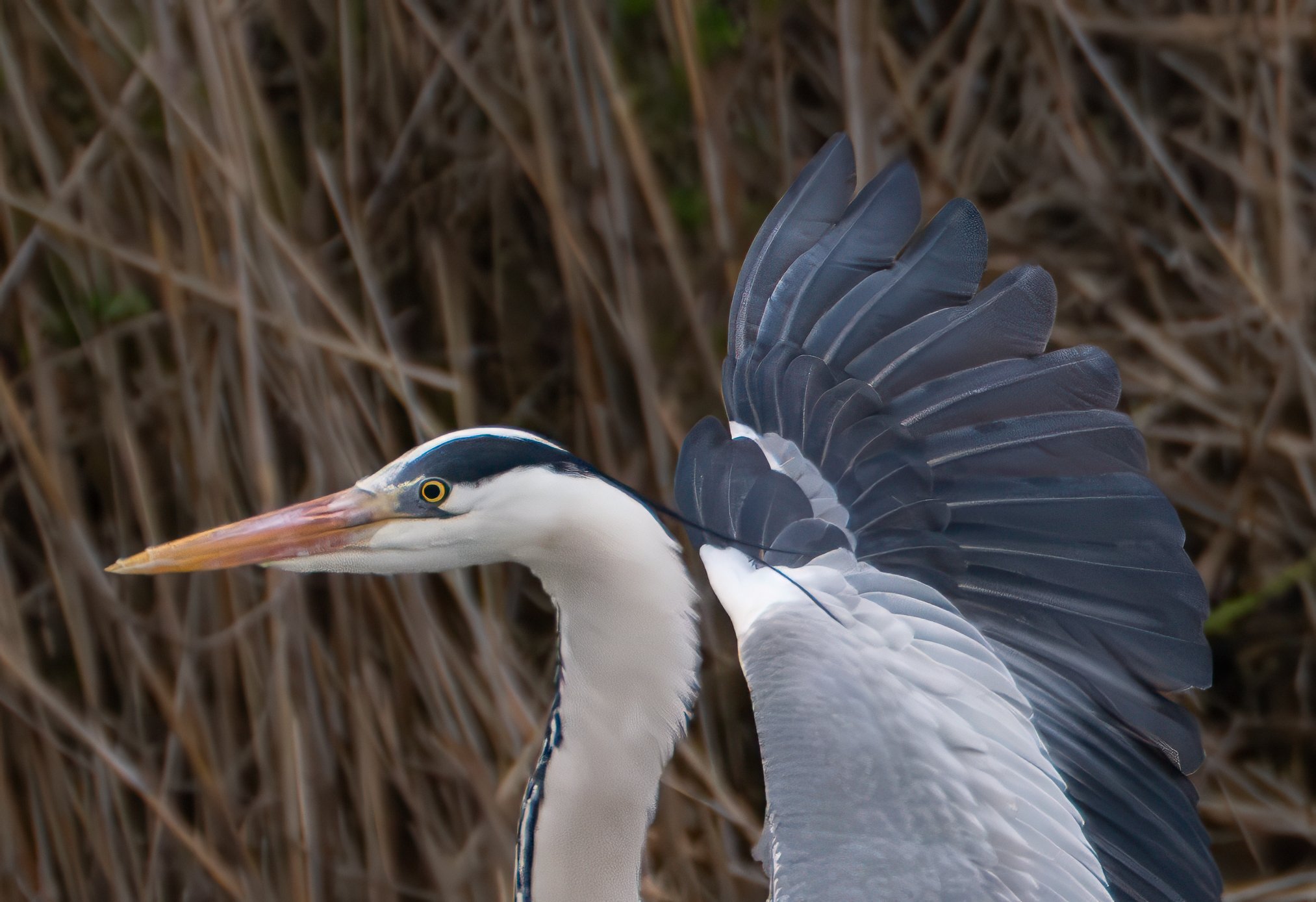 Grey Heron -   Airone cenerino