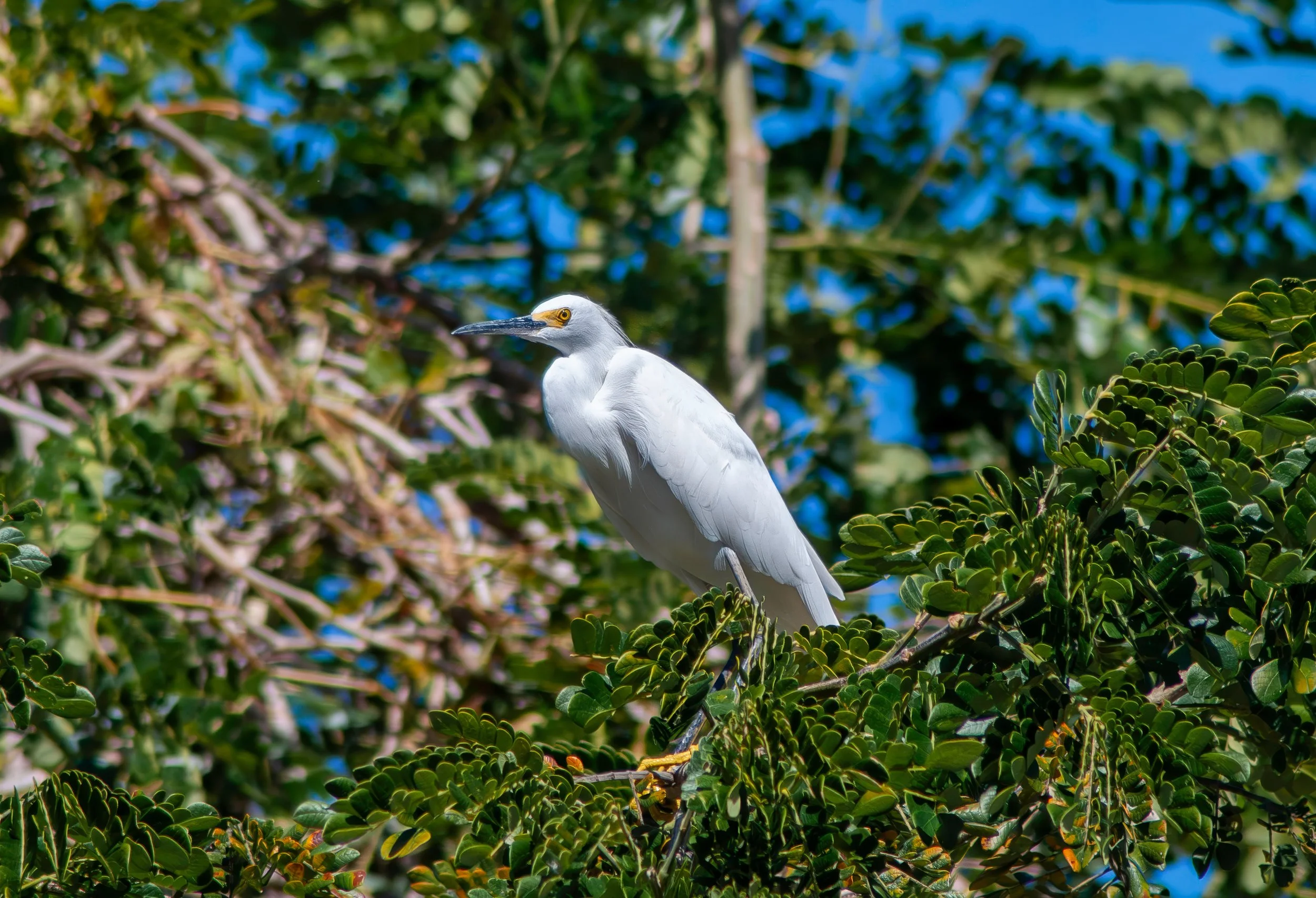 Little Egret, Garzetta