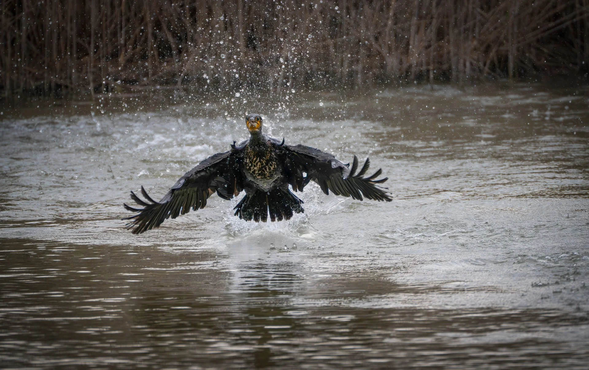 Double-crested cormorant, Cormorano