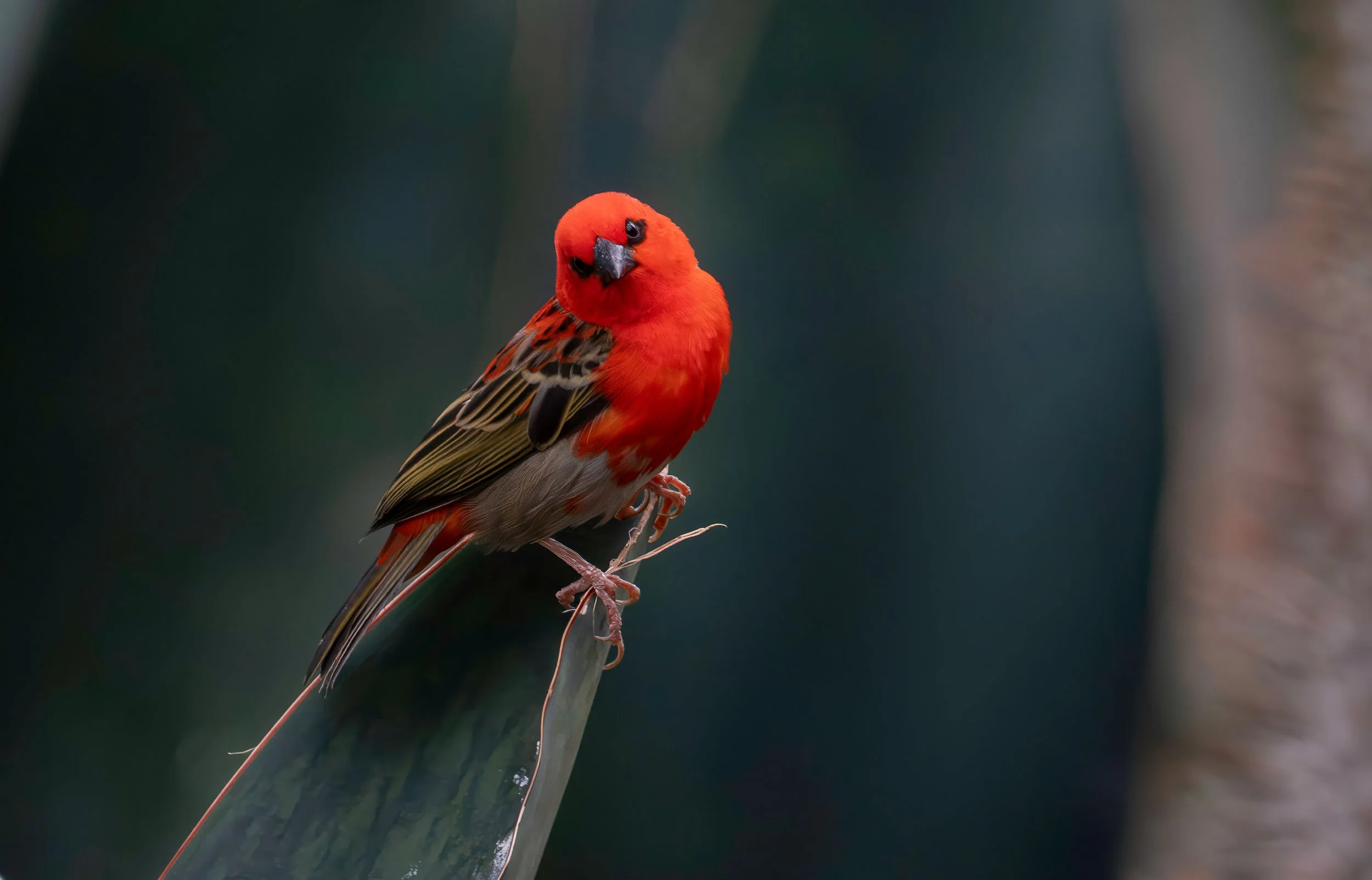 Red fody - 
