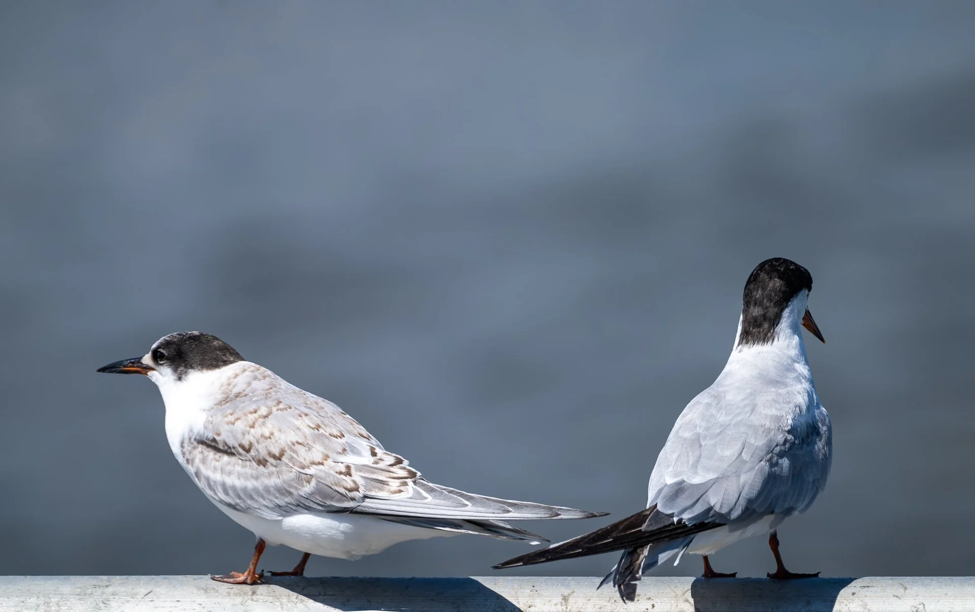 Tern - Sterna