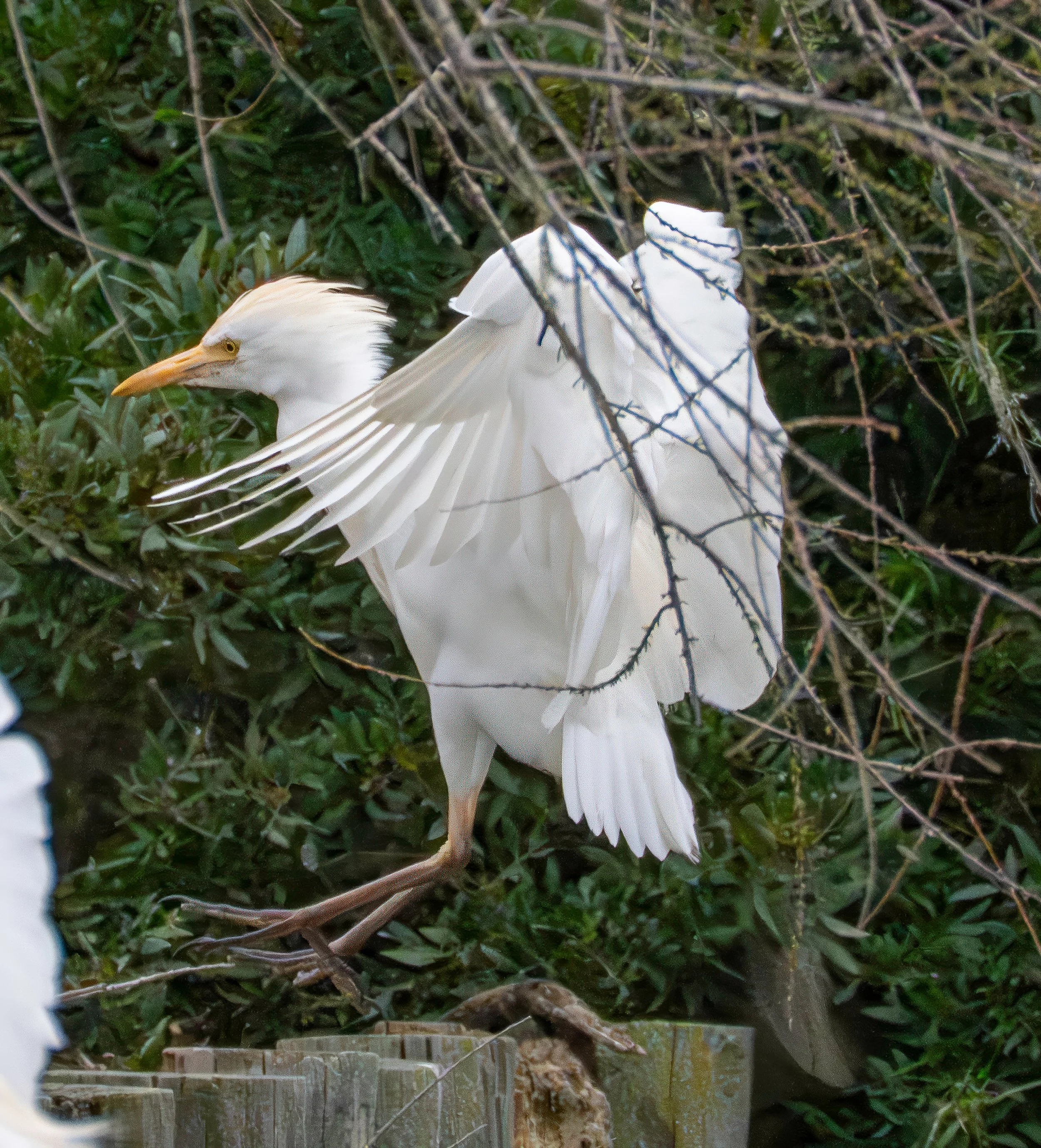Cattle egret, Airone guardabuoi
