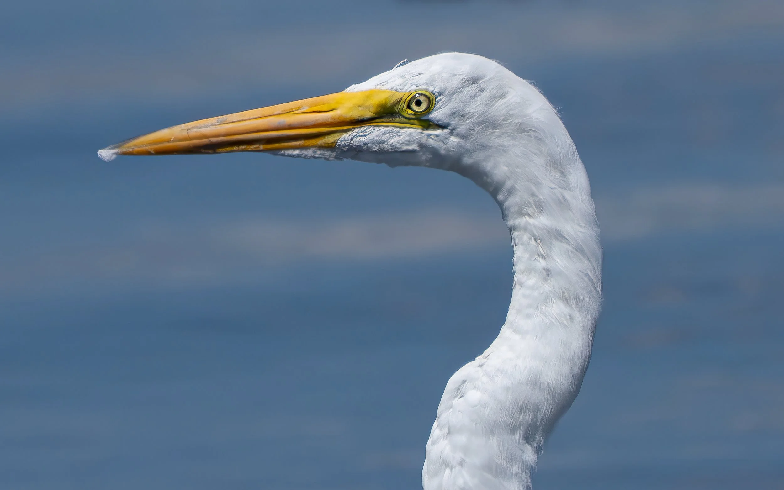Eastern great egret - Airone bianco