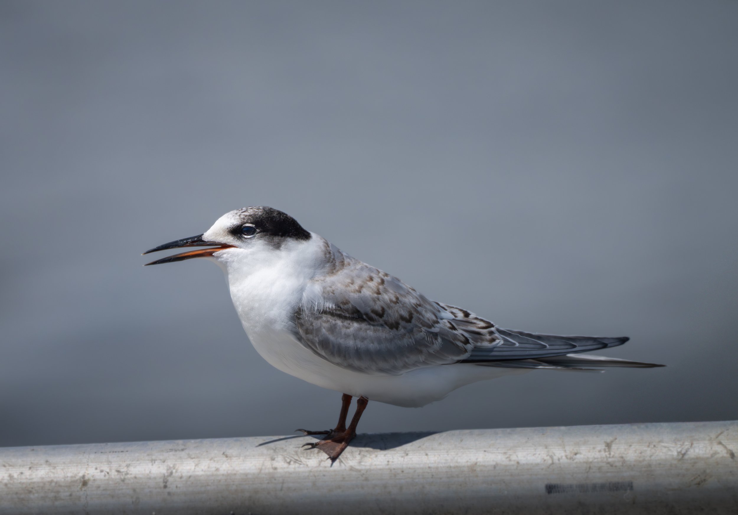 Common Tern _ Sterna
