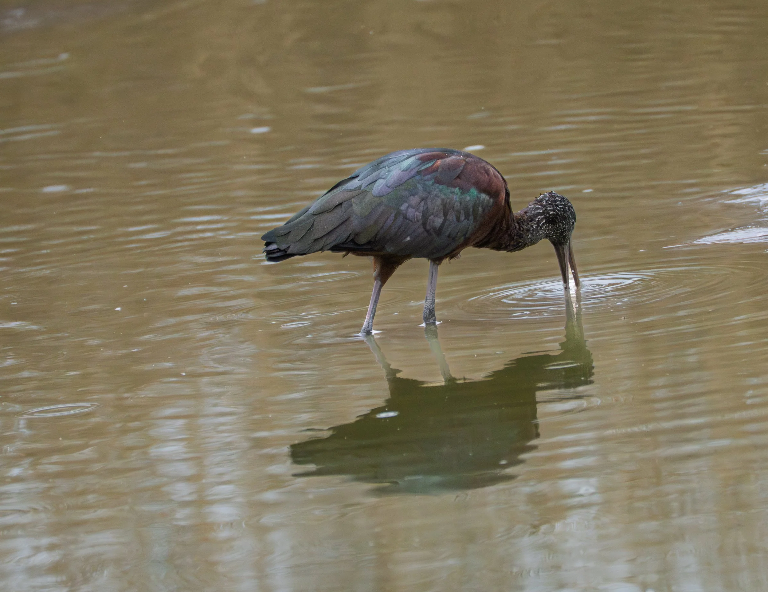 Glossy Ibis, Ibis lucido
