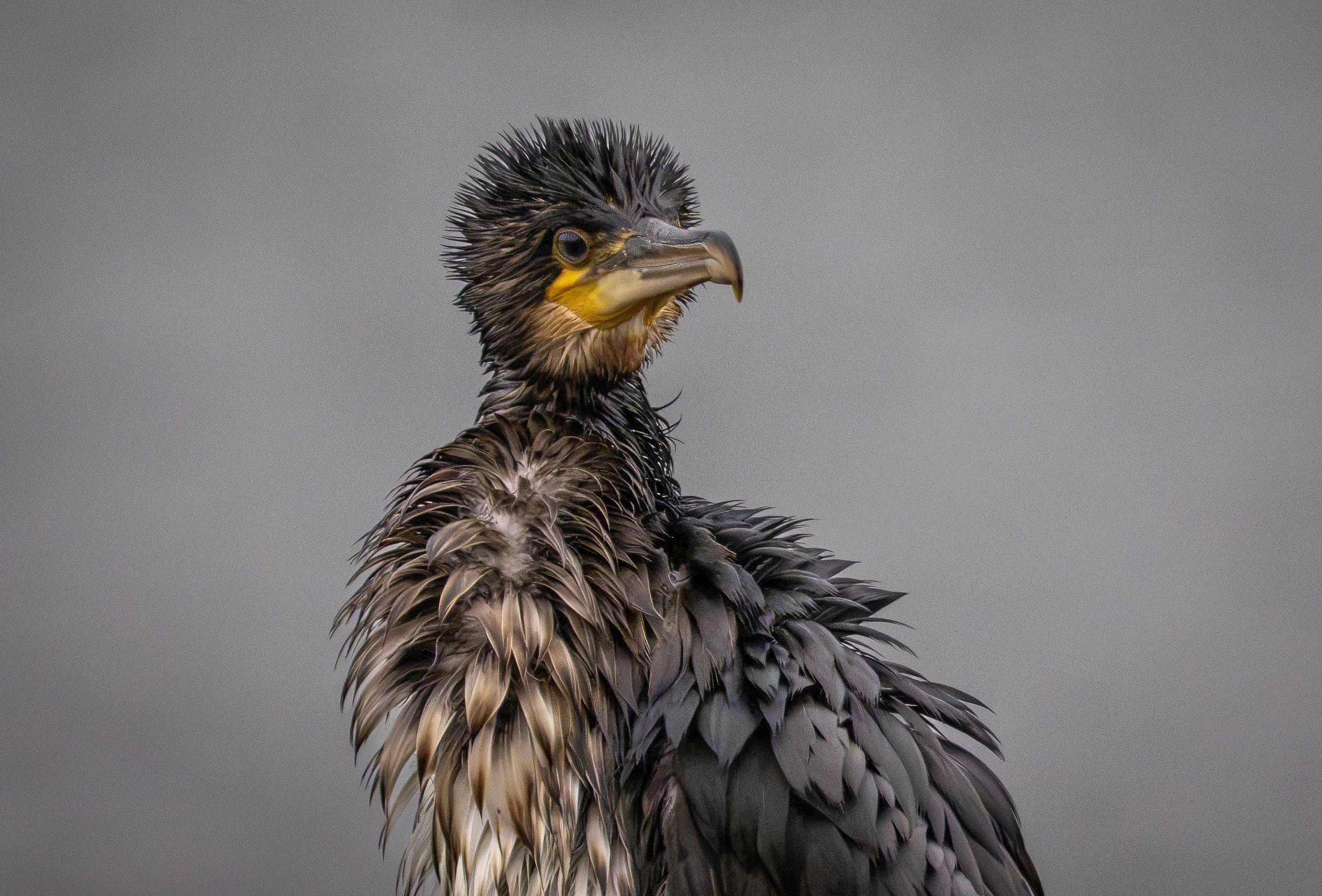 Atlantic Cormoran