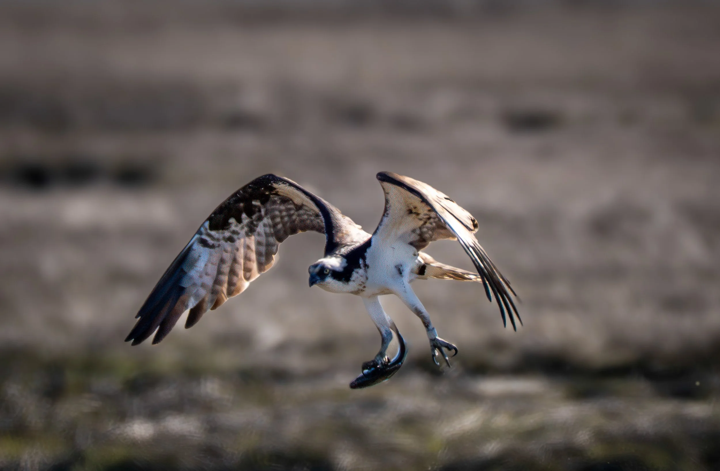 Osprey - Falco Pescatore
