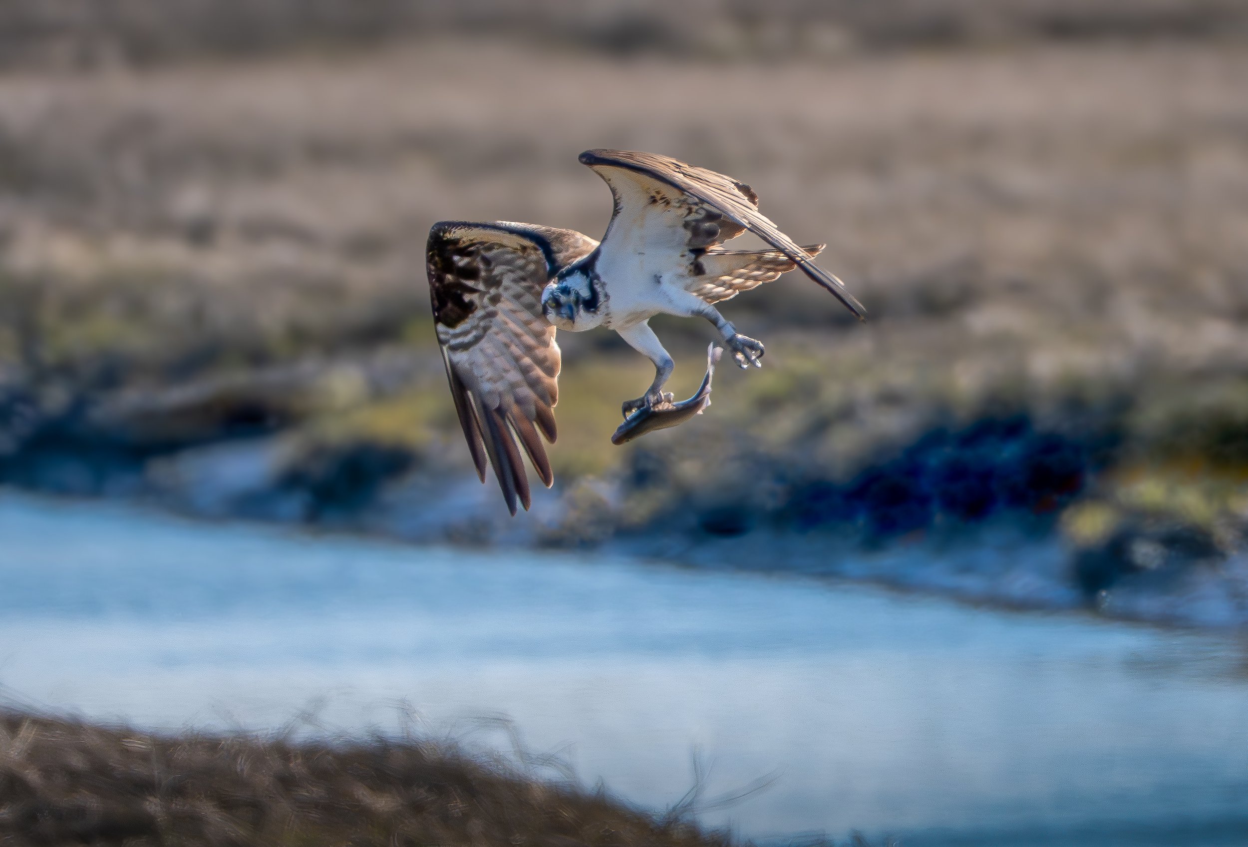 Osprey - Falco Pescatore