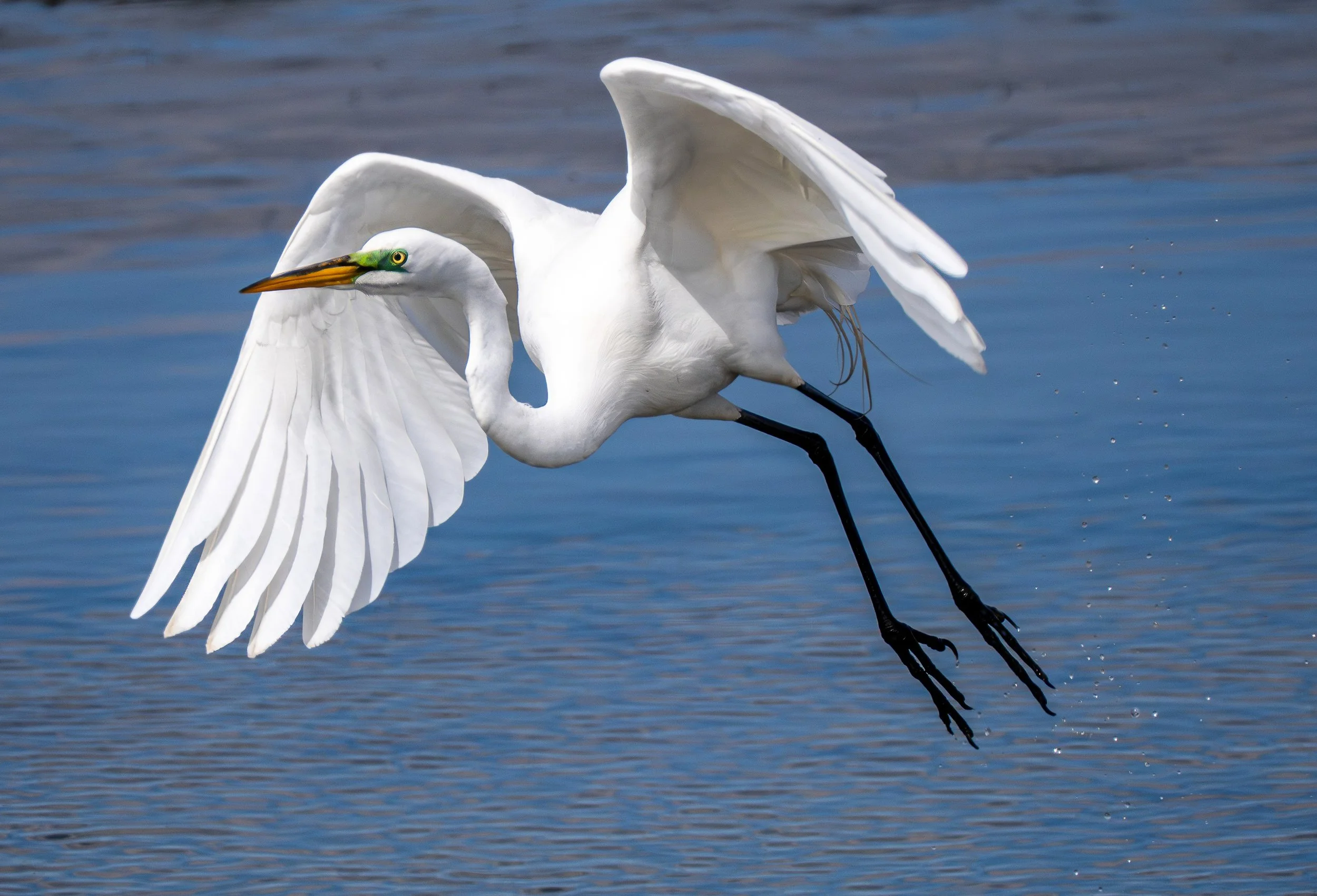 Great Egret
