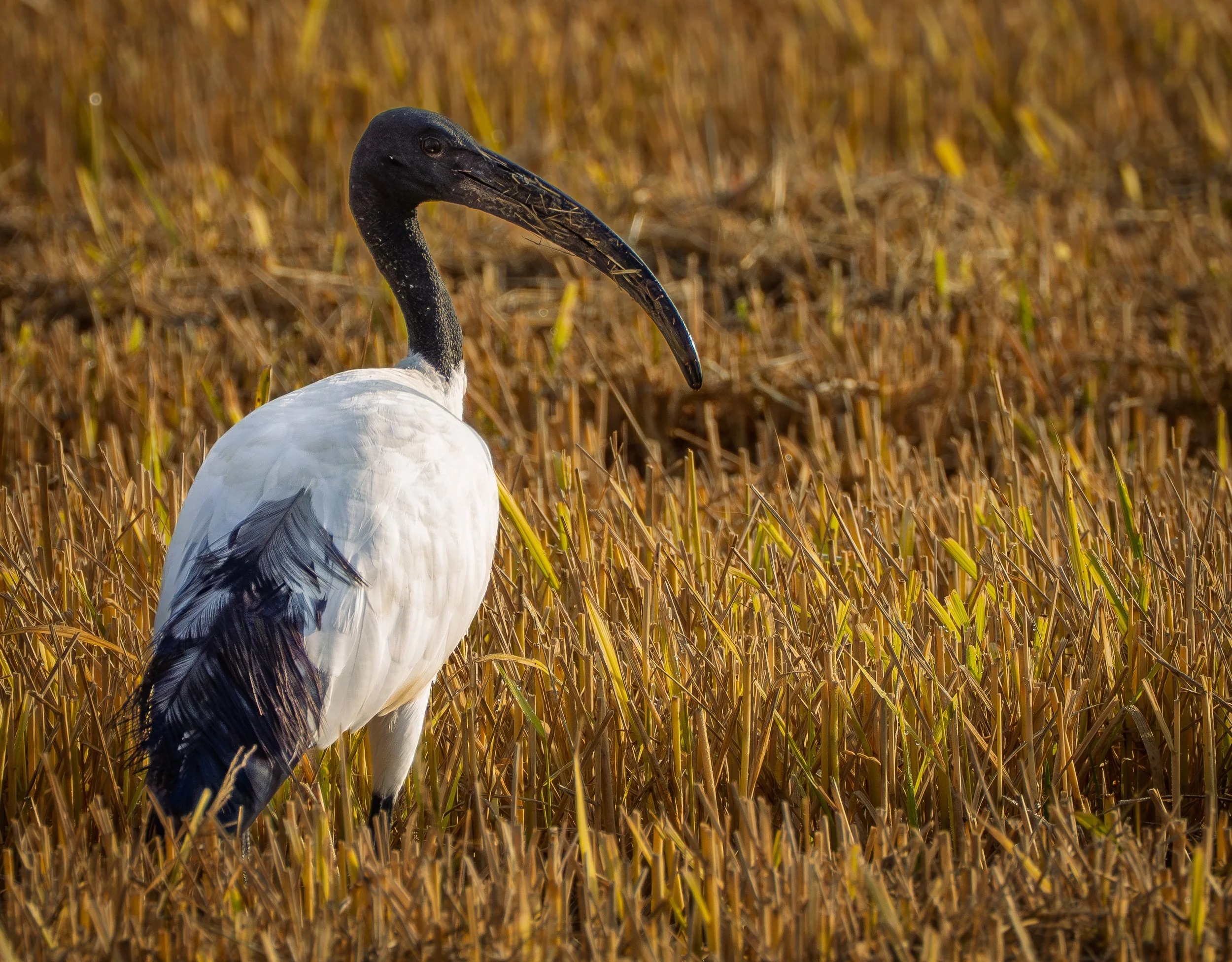 Sacred Ibis