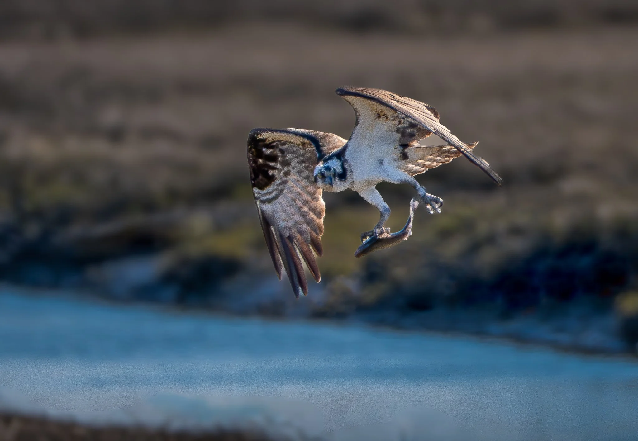 Osprey