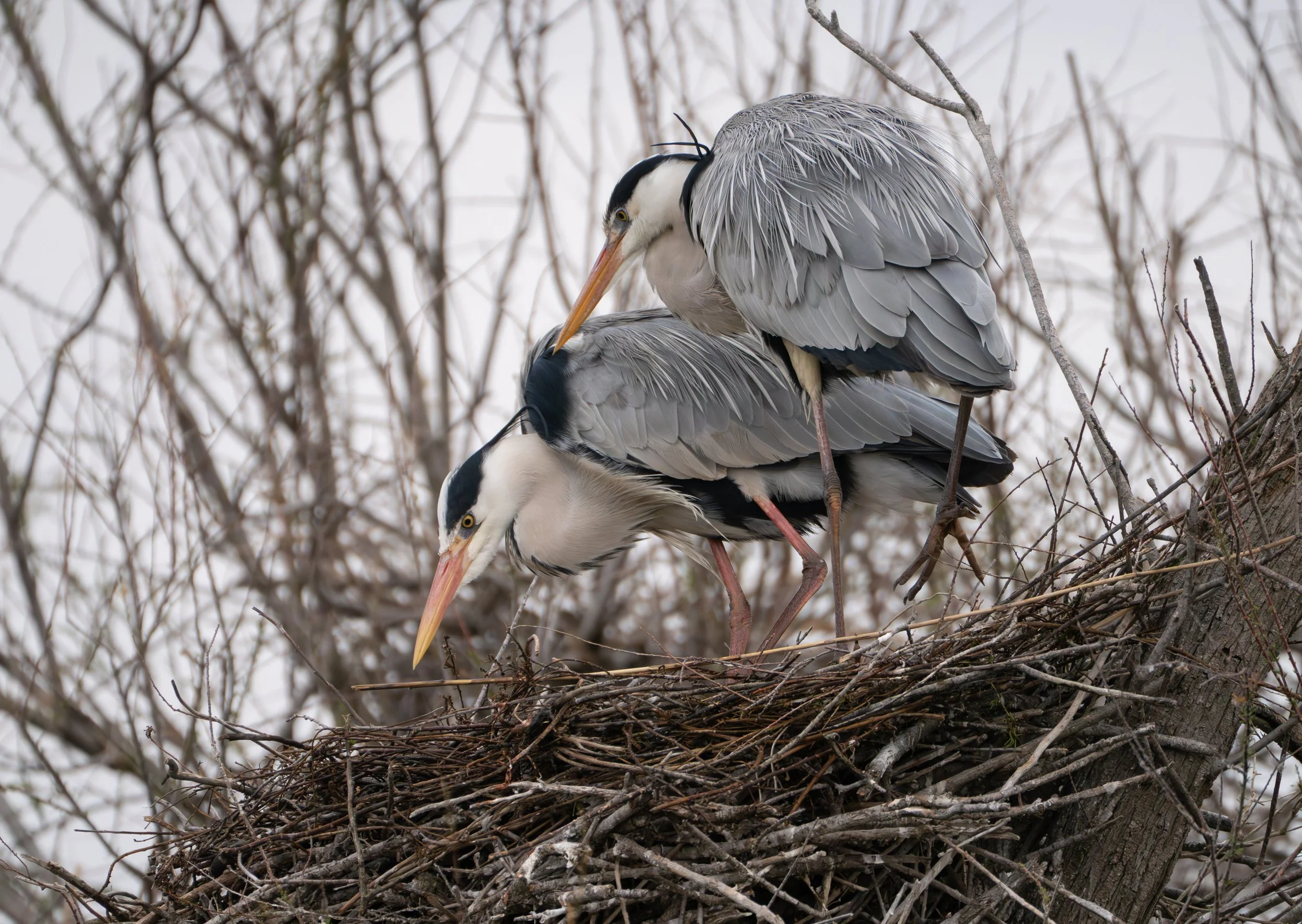 Grey Heron, Airone cenerino