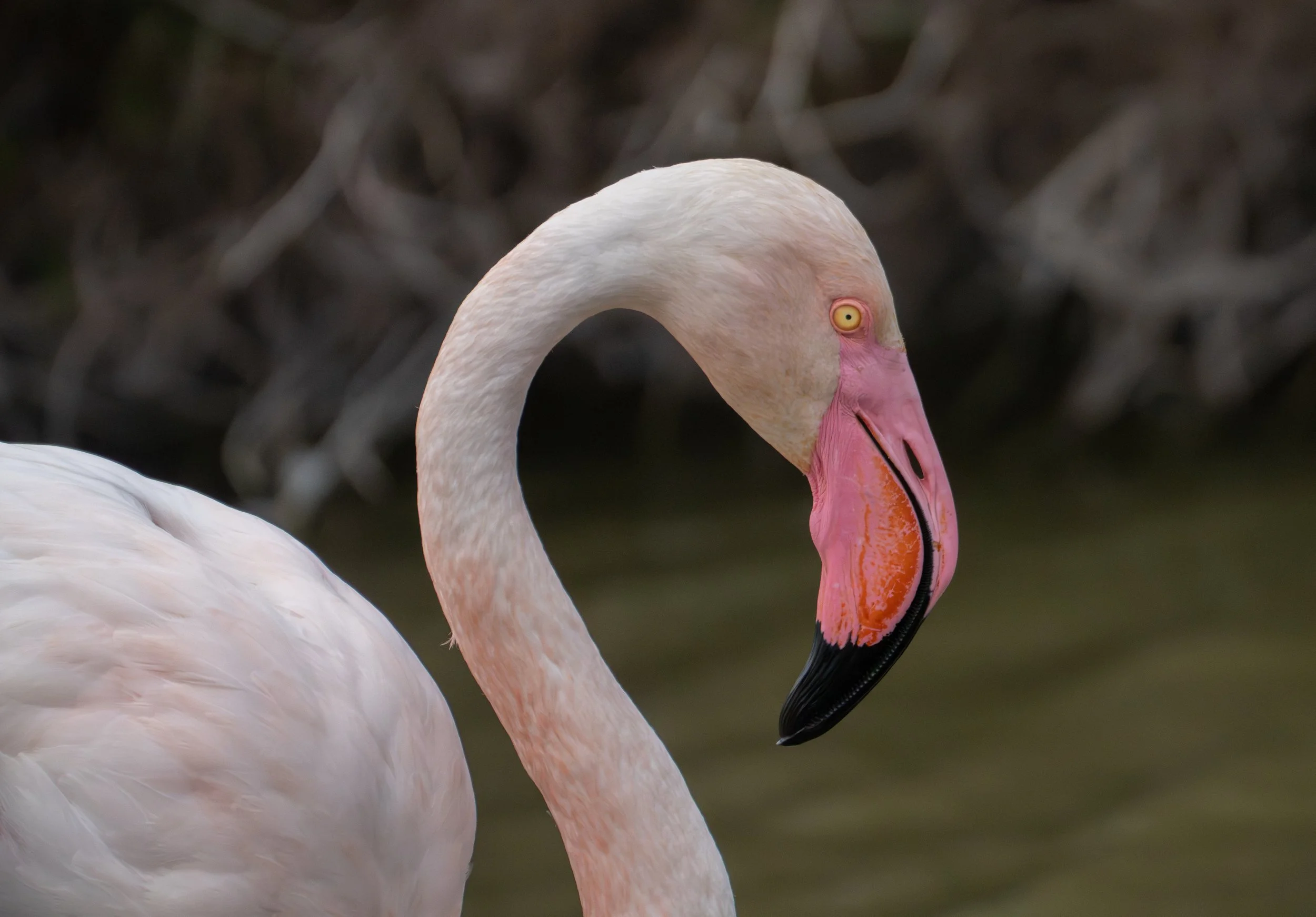 reater Flamingo, Fenicottero rosa