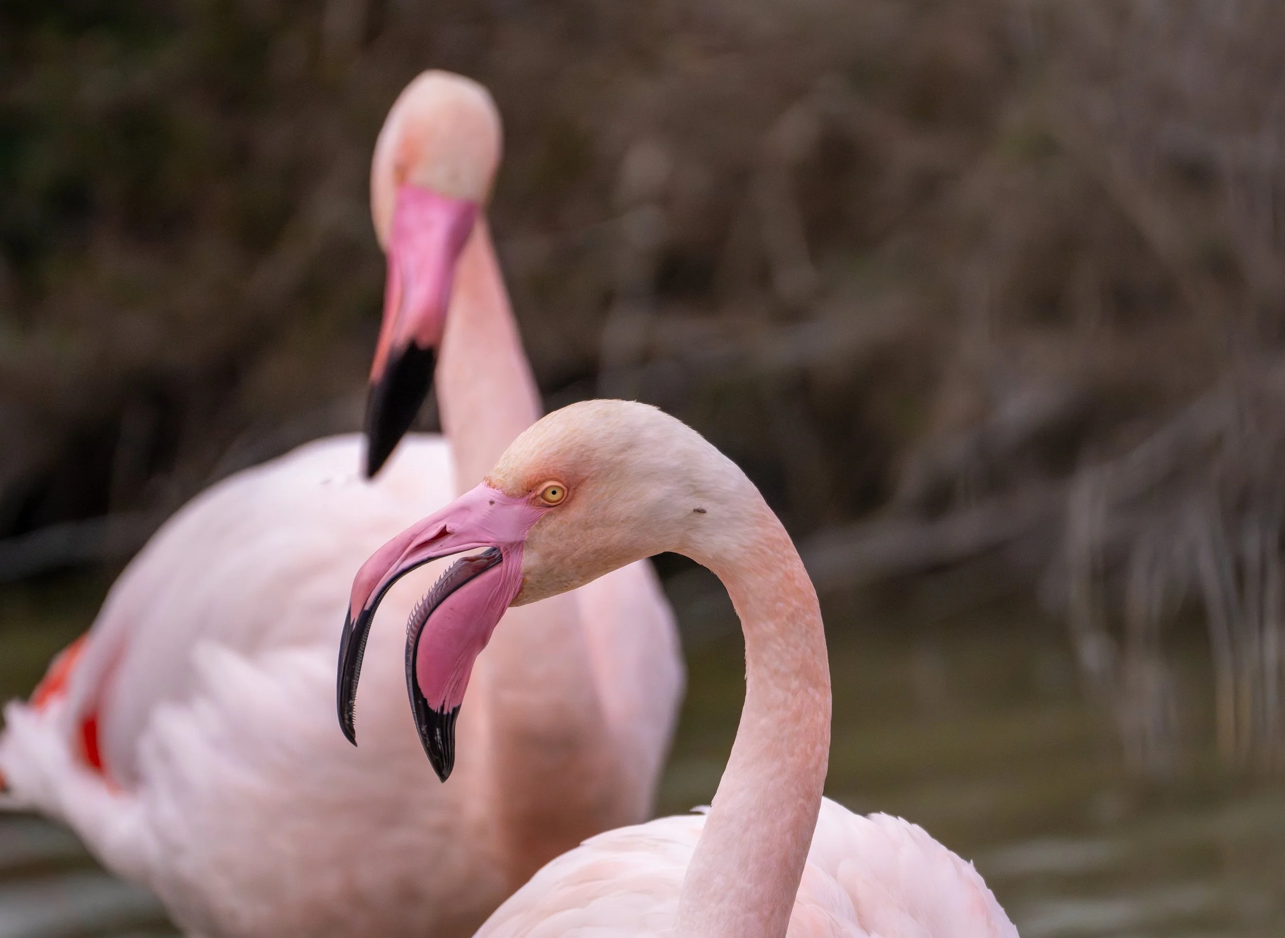 Greater Flamingo, Fenicottero rosa