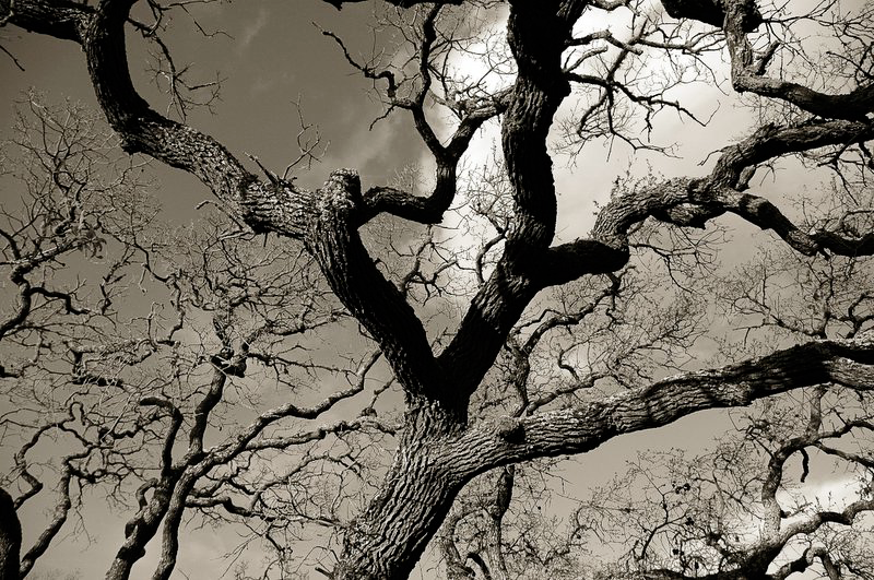 bw_tree_on-my-way-home-01.26.05.png