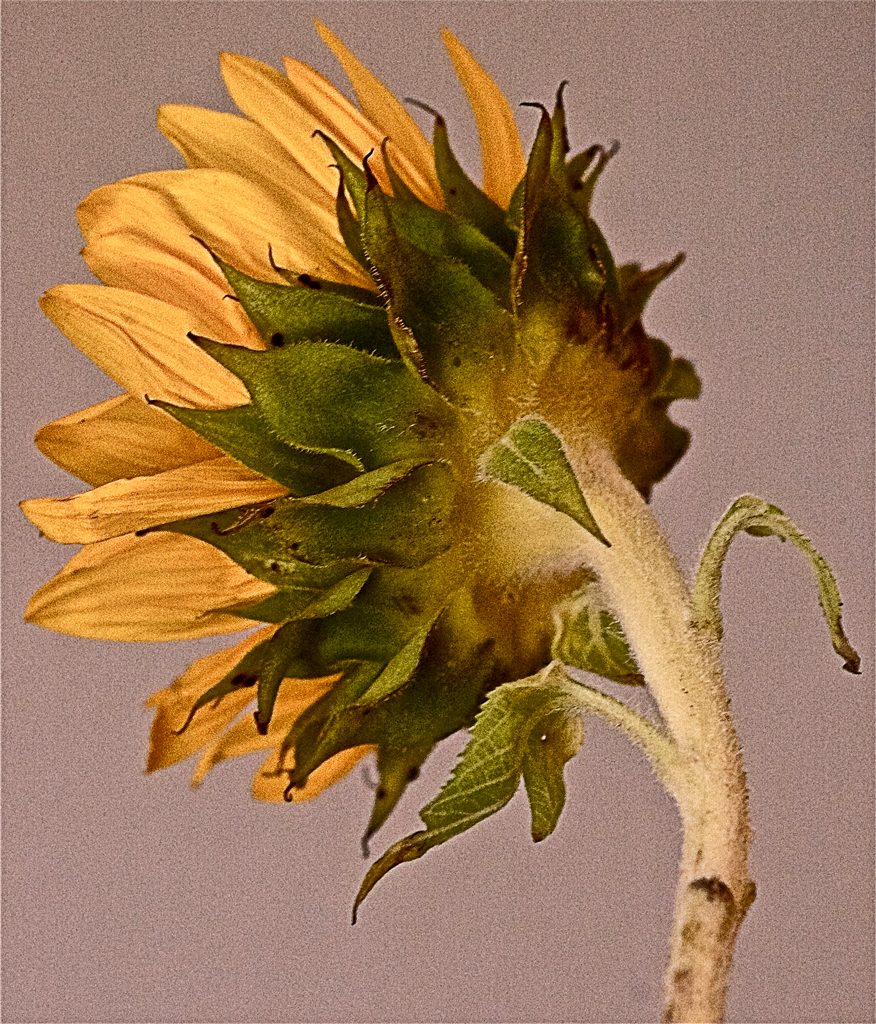 DSC_1996_2.png