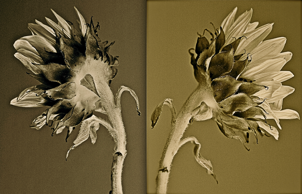twosunflowers.png
