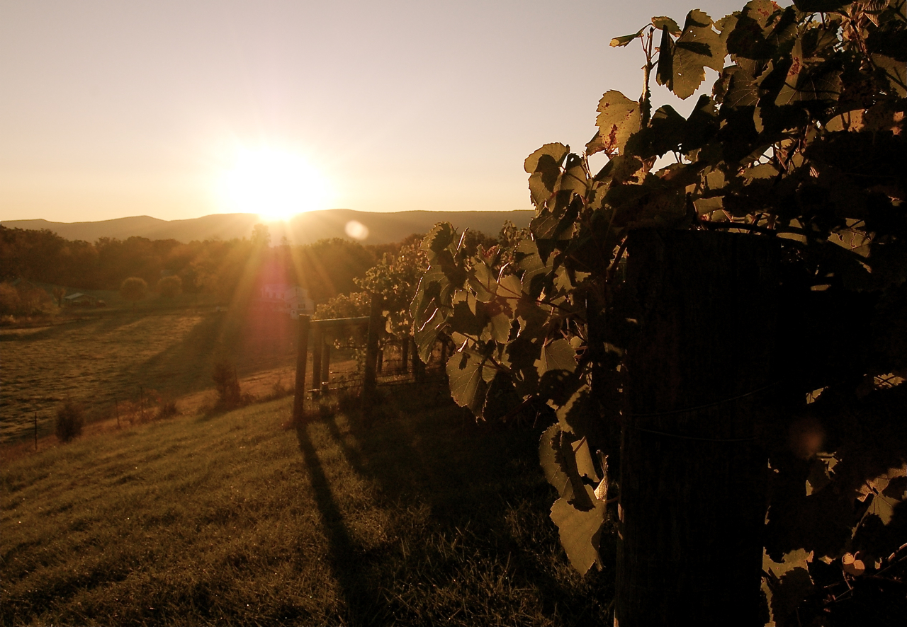 Sunrise_vineyard.jpg