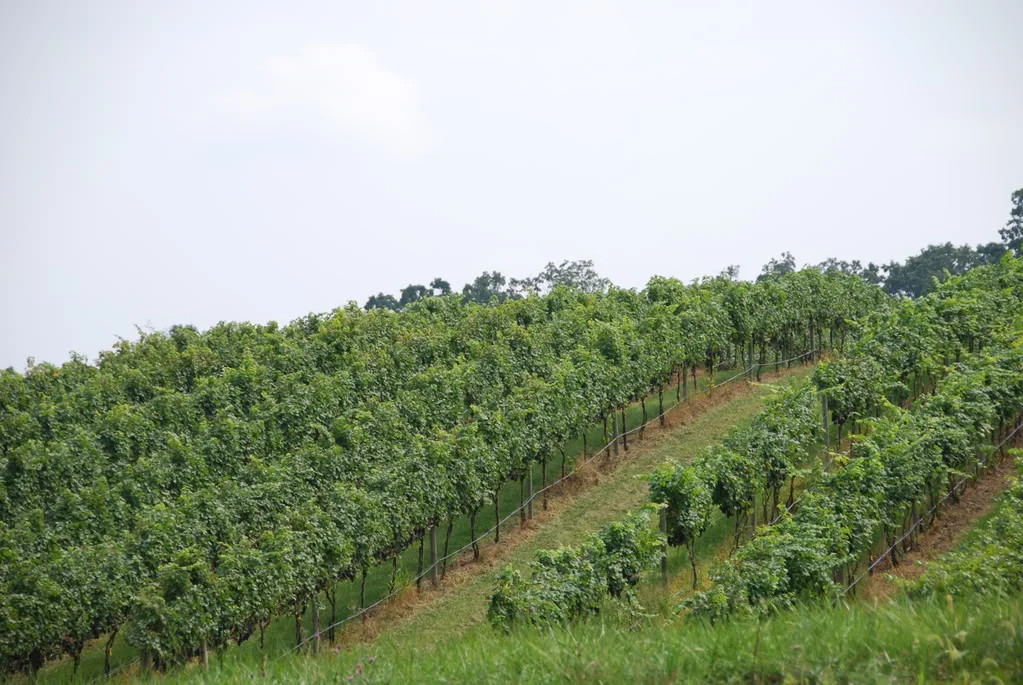 lea_vineyard.jpg