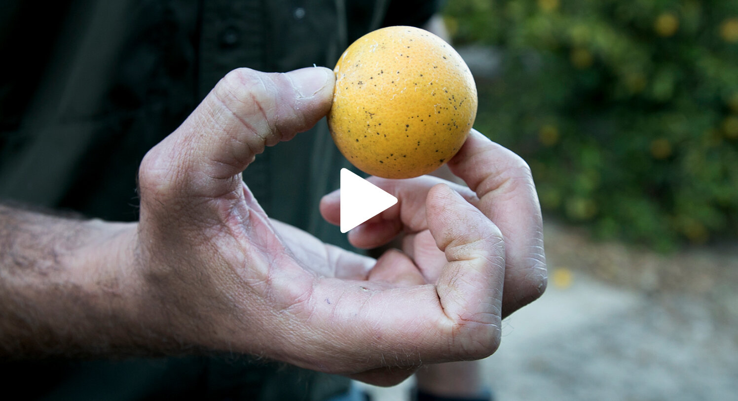 Is Florida Citrus As We Know It Gone?