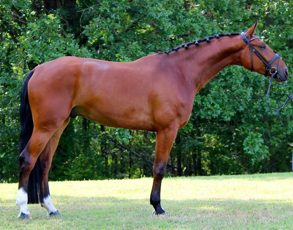 Fidellio - 2009 Hanoverian Gelding by Fidertanz