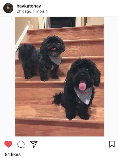 Dogs_Blue.jpg