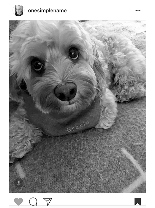Gracie_Blue.jpg