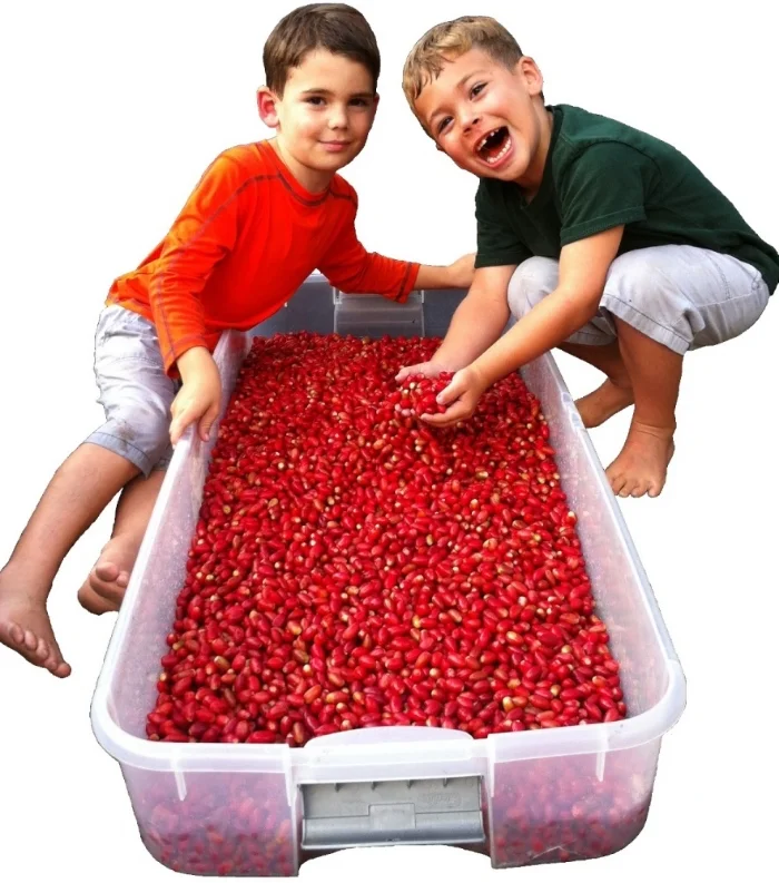 Tommy, Ricky, and 65 lbs of fresh picked fruit.