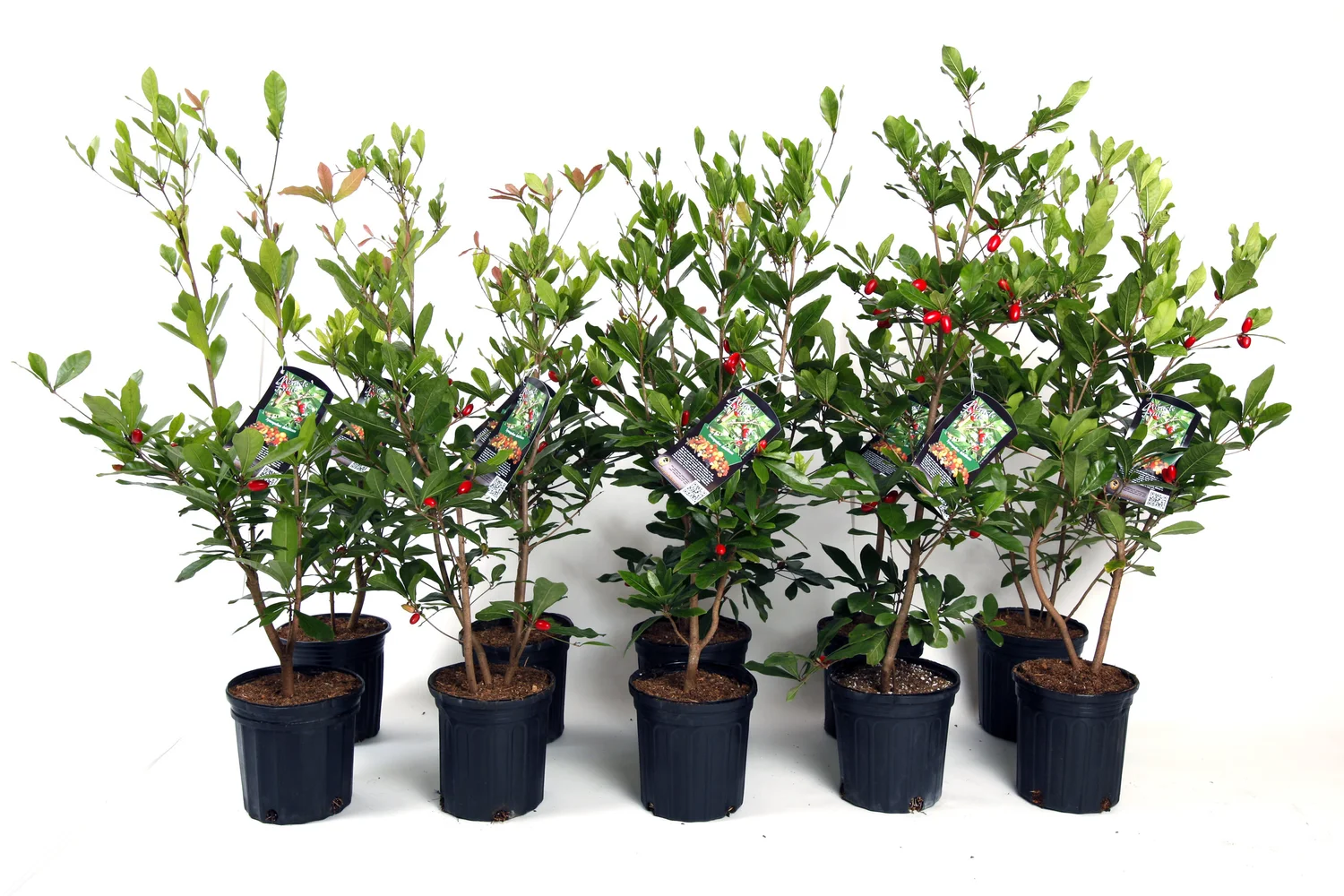 Miracle Fruit Farm Llc Fresh Miracle Berries More Miami Fl