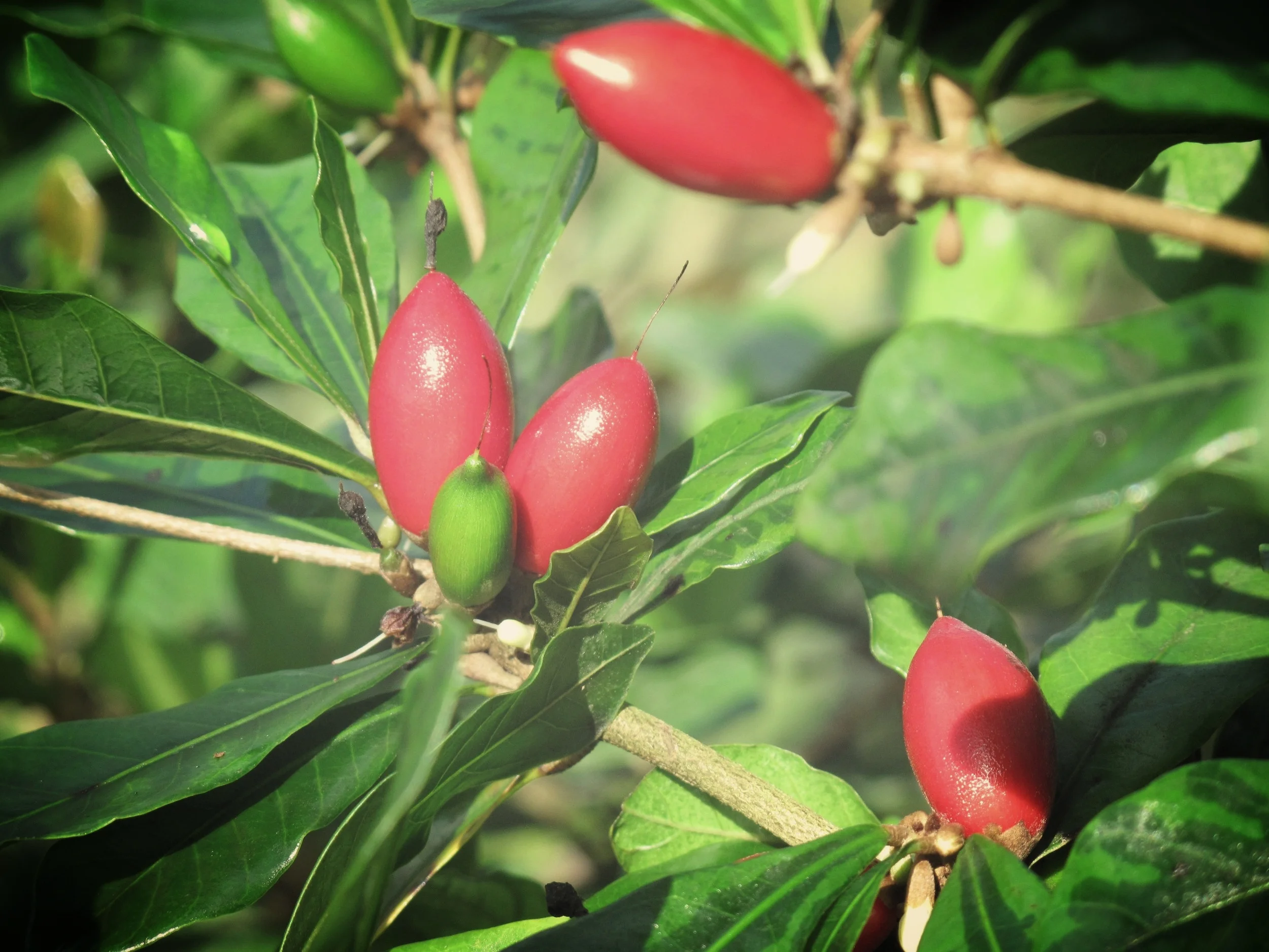 Miracle Fruit 3.JPG