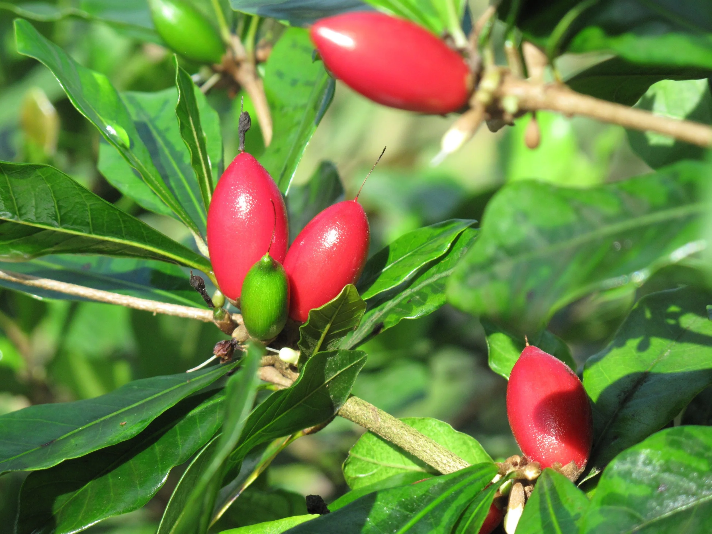 Where To Buy Miracle Fruit: Mberry Miracle Fruit Tablets – MGNAR