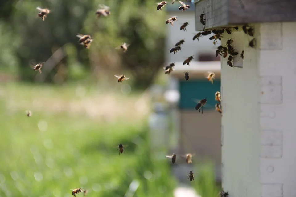 bees-826626_960_720.jpg