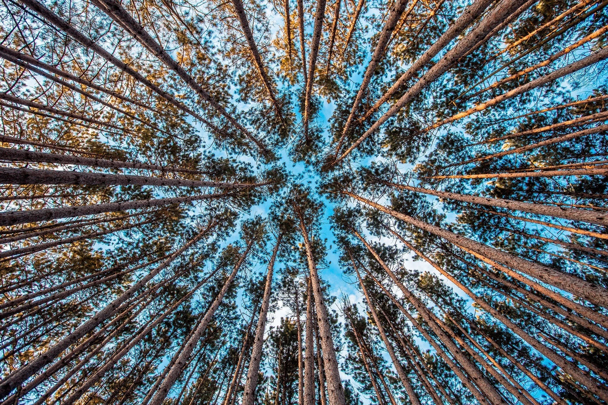 forest-1245951.jpg
