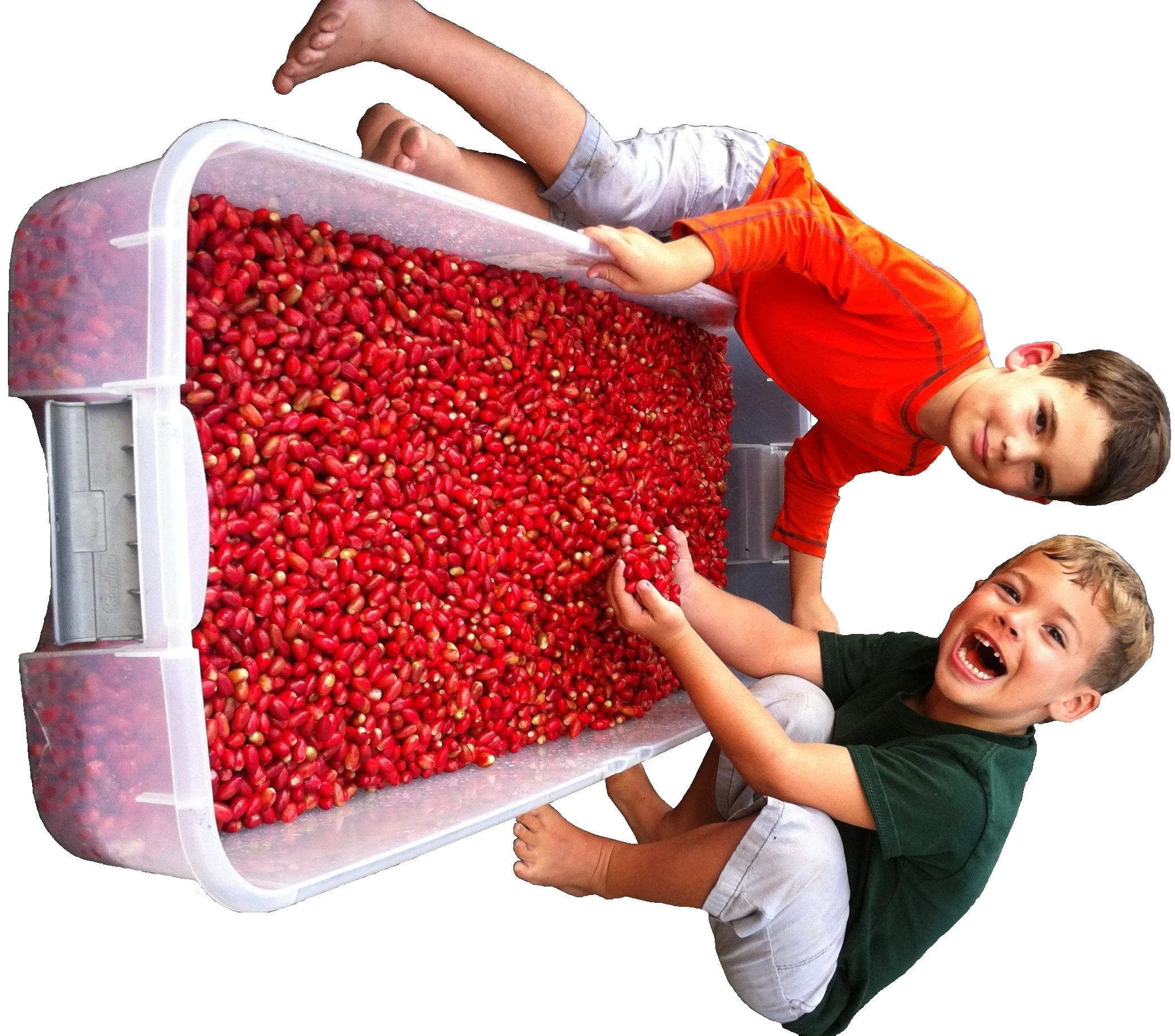 65lbs of Berries.jpeg