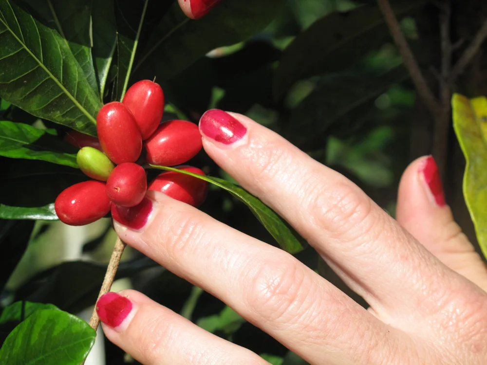 Miracle Fruit Farm Original Photos — Miracle Fruit Farm, LLC