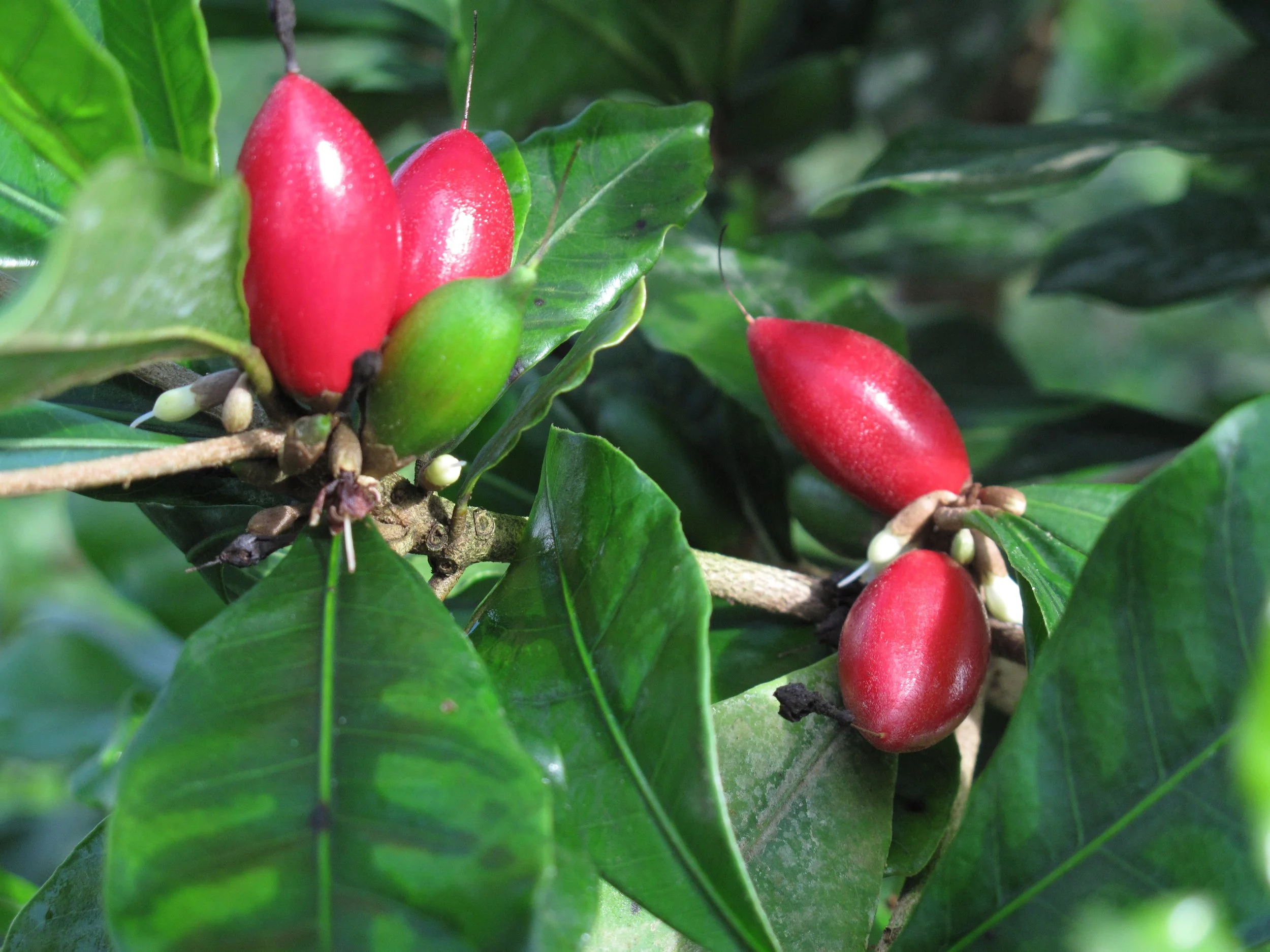 Miracle Fruit 1.JPG