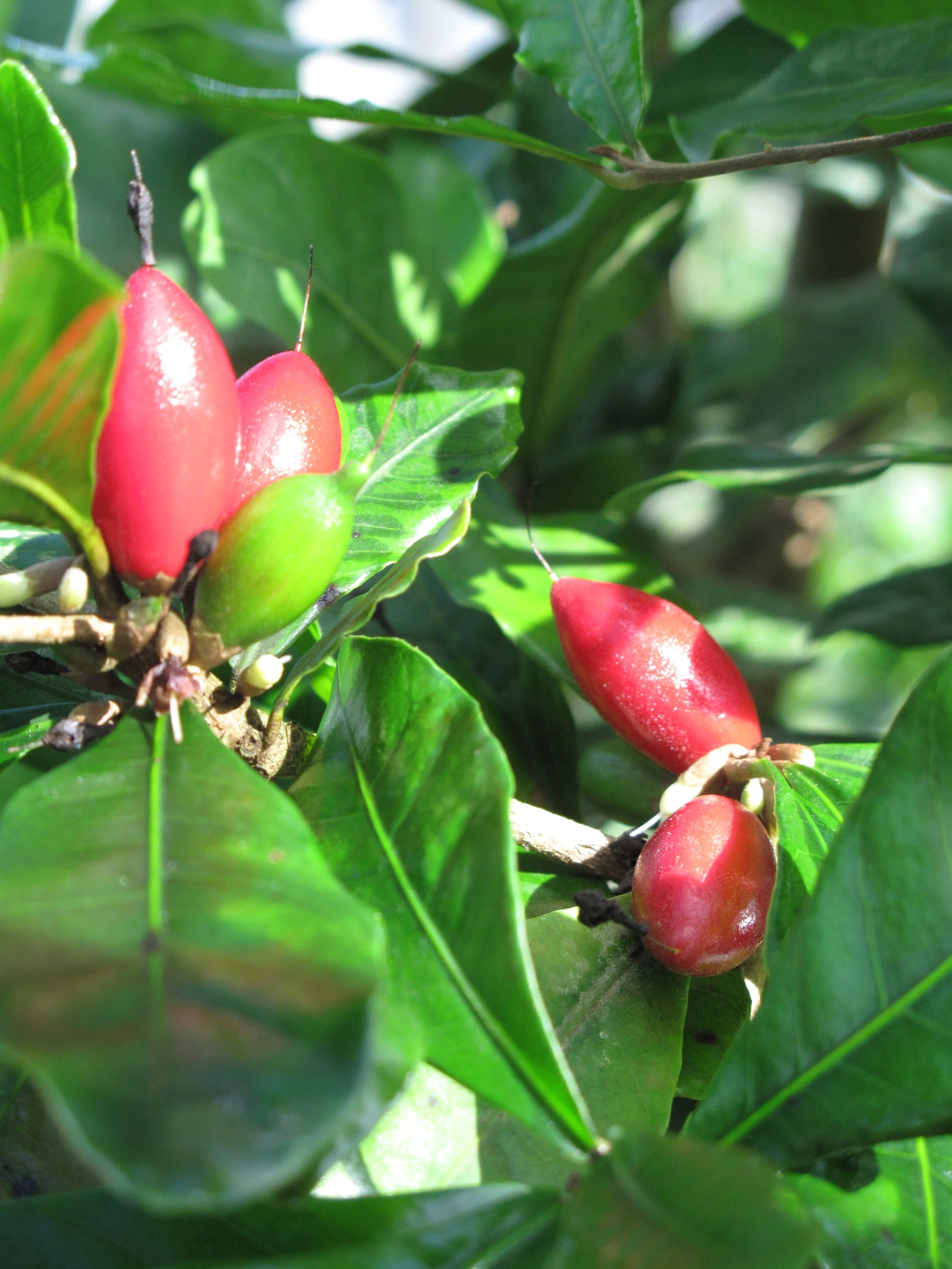 Miracle Fruit 2.JPG