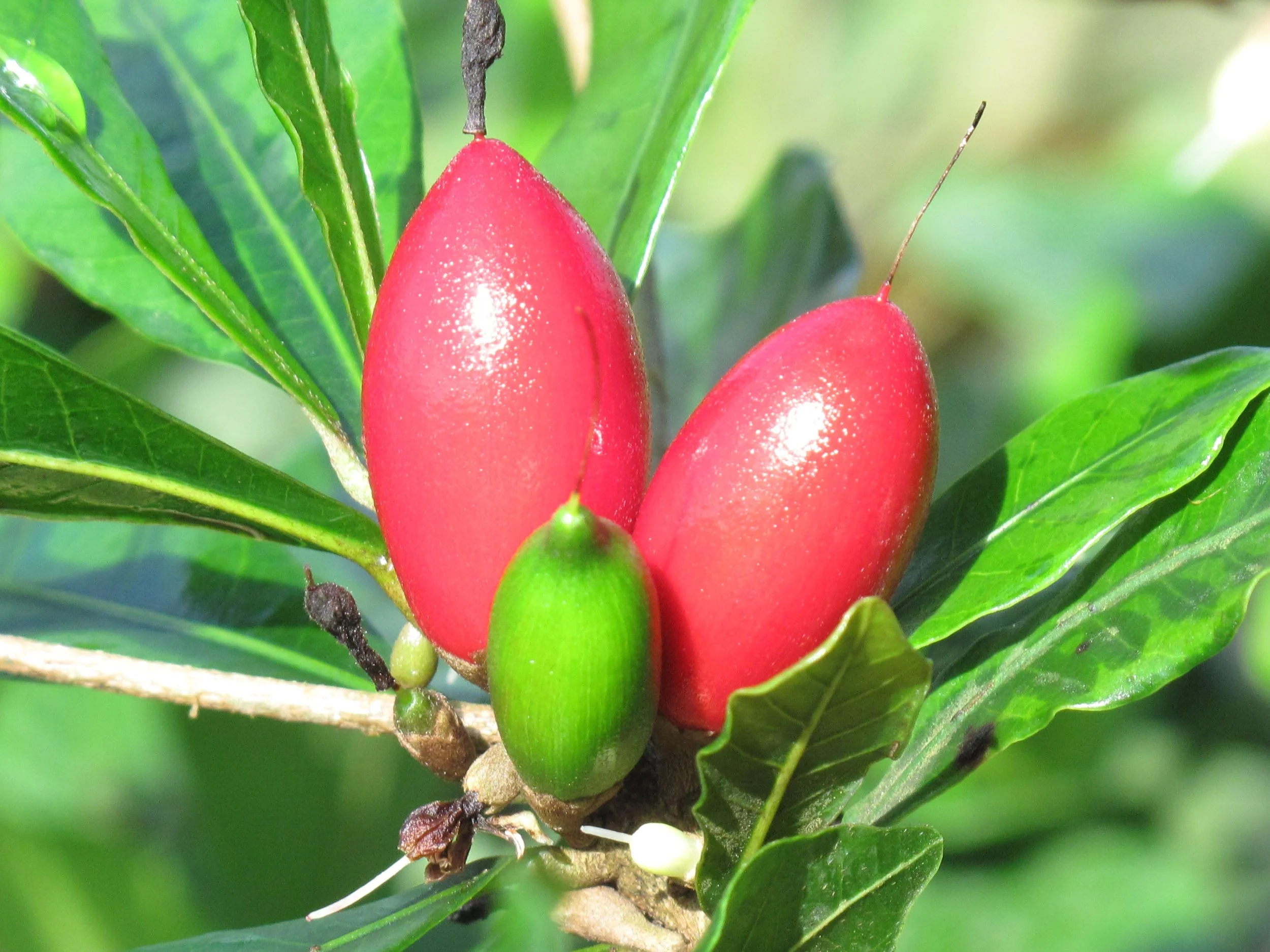 Miracle Fruit 4.JPG