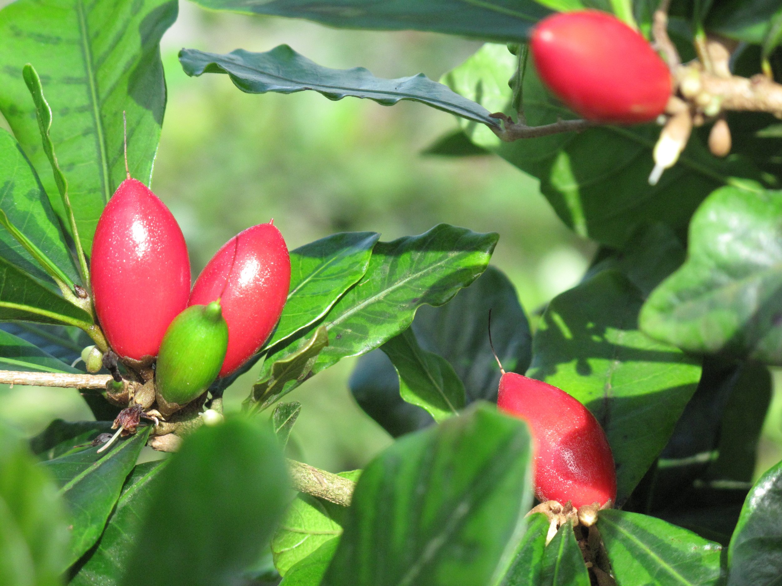 Miracle Fruit 5.JPG