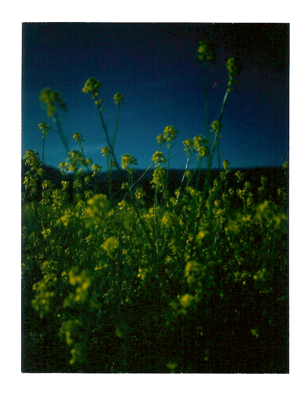 mustard flowers.jpg