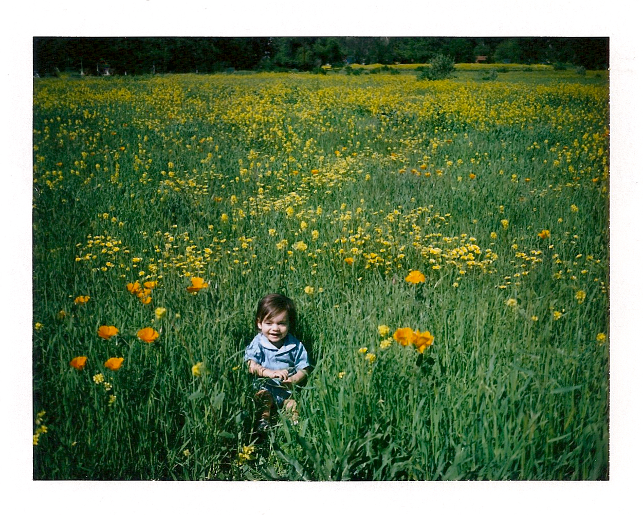 zeezeejoon meadow 2.jpg