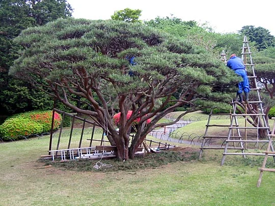 Aesthetic pruning